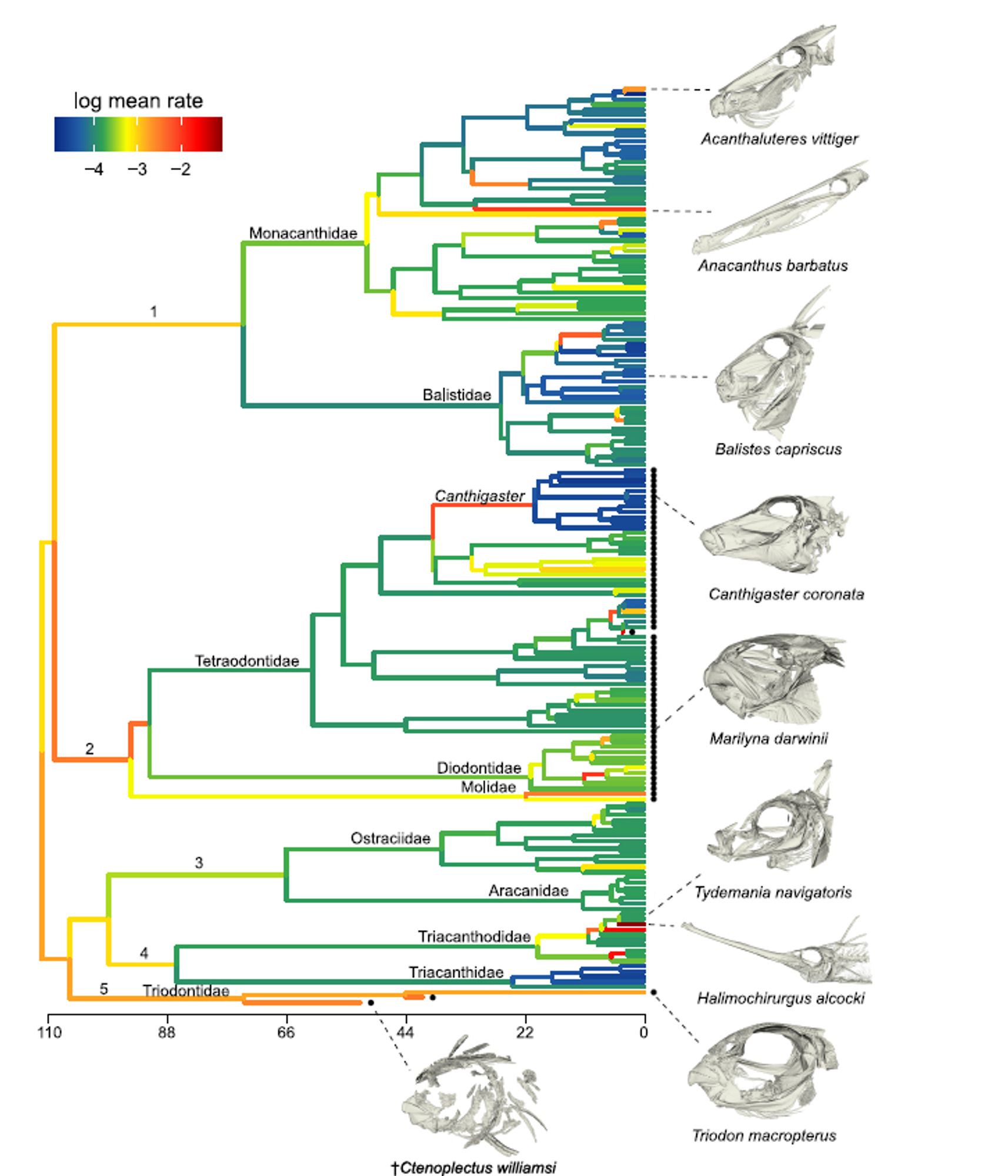 Phylogenetic tree of tetraodontiform fishes showing colored branches corresponding to rates of skull shape evolution. There are representative skulls on the right side for select species