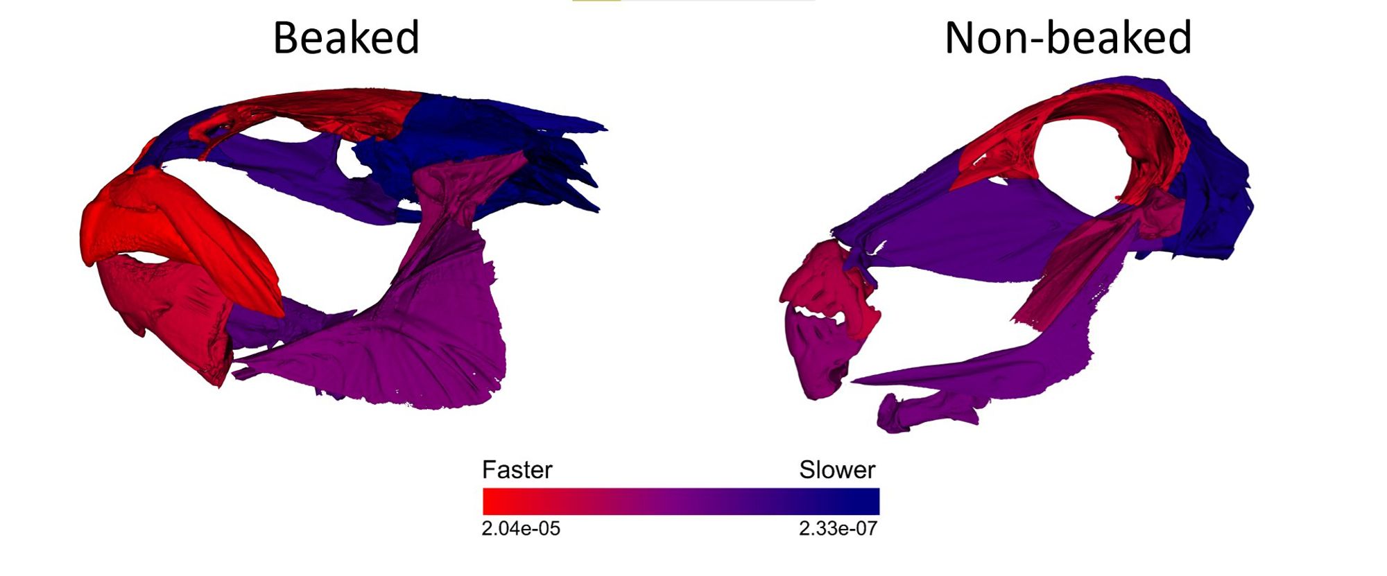 Two CT scans of tetraodontiform fish species. One is beaked, the other non beaked. The individual bones are colored by rate of evolution, blue is slower, red is faster. The bones making up the jaws/beak are redder in the beaked species.