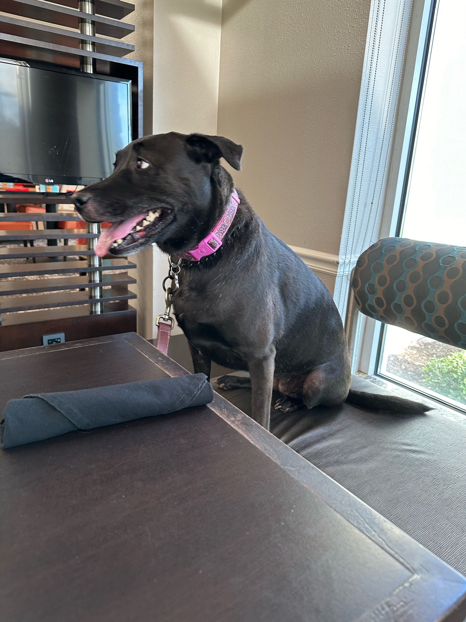 Black lab mix sits on a booth at a table with silverware on it.