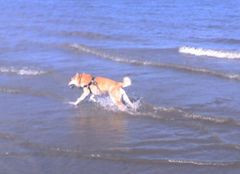 a picture of my dog running through the waves at the beach. it was really his favorite place 