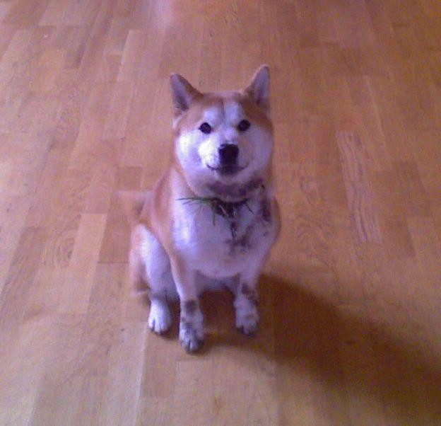 my first dog mugen after I called him and he came running towards the house, faceplanted in the mud, picked up a bunch of grass, then came up and sat like it was totally cool 