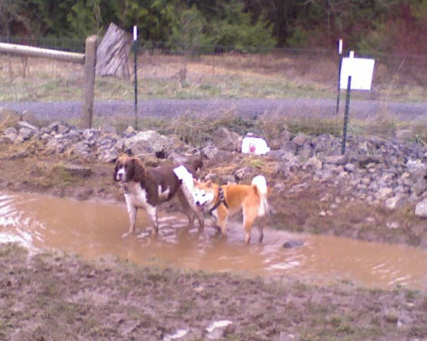 a picture I took of him at the dog park standing in the most putrid, disgusting water you can imagine because his new pal was in there too