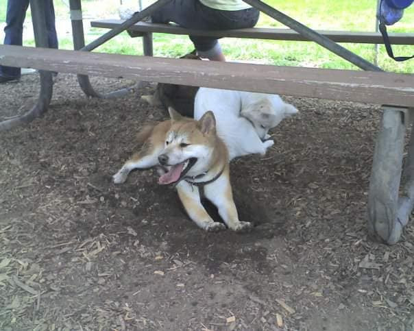 picture of him as a puppy digging a hole and just fucking getting filthy as hell under a picnic table with some other shibas 