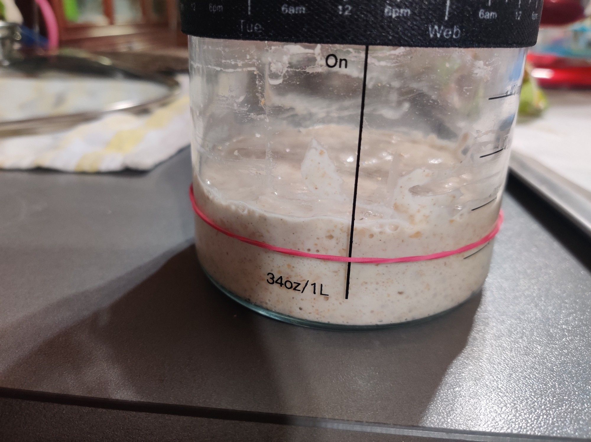 sourdough starter activity, side view, rising level