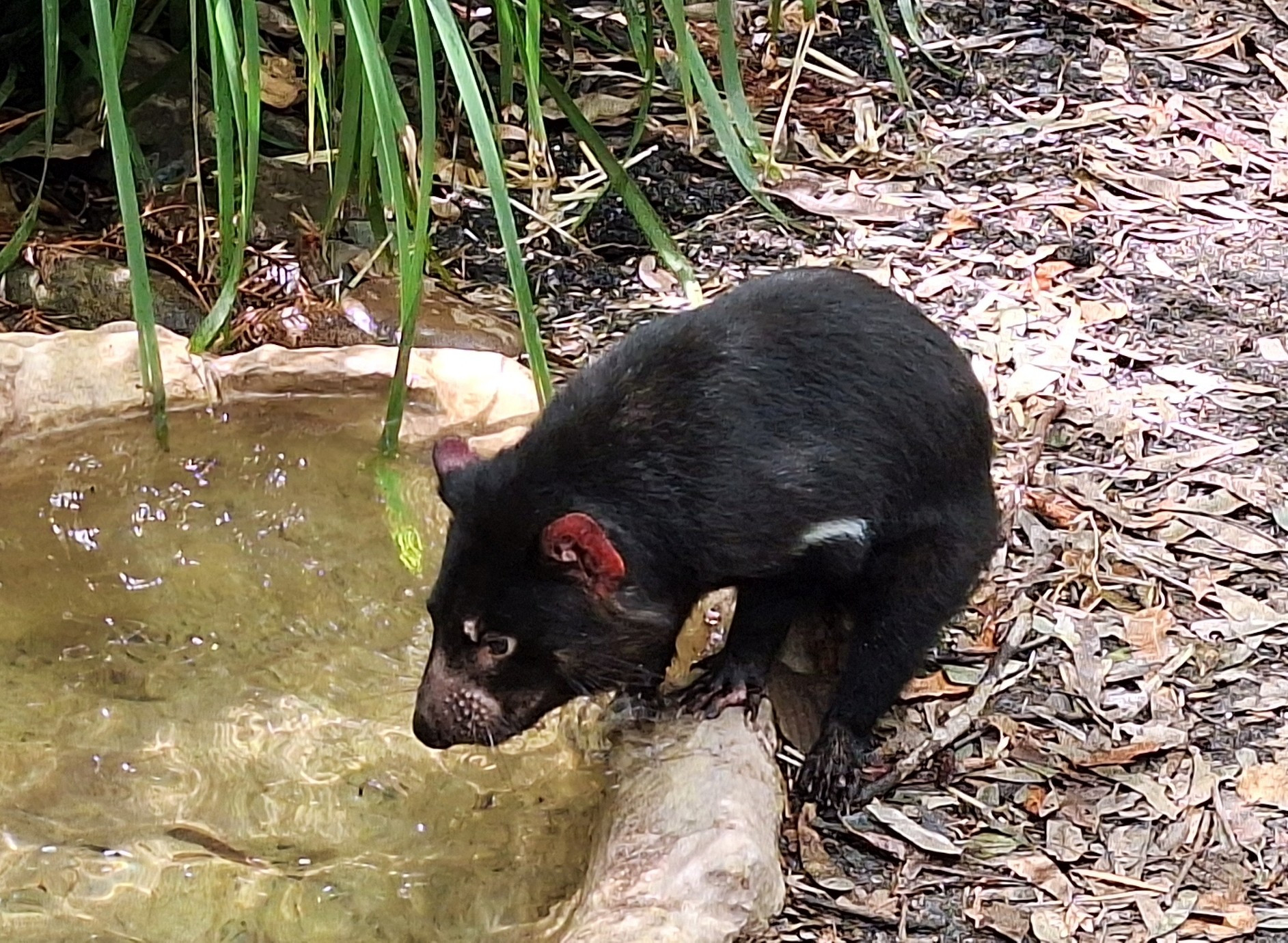 Wild Life Sydney Zoo:
Tasmanian Devil drinking water from a small pond