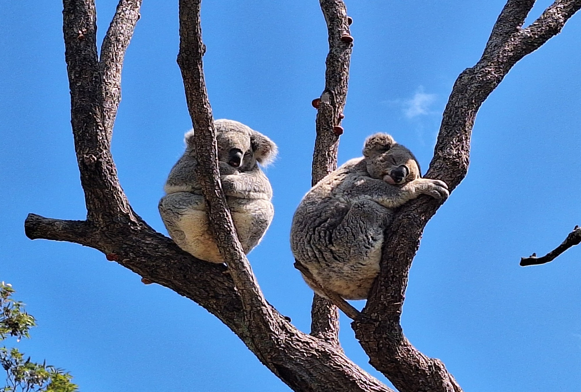 Taronga Zoo Sydney:
2 koalas sitting (sleeping) in tree branches high above