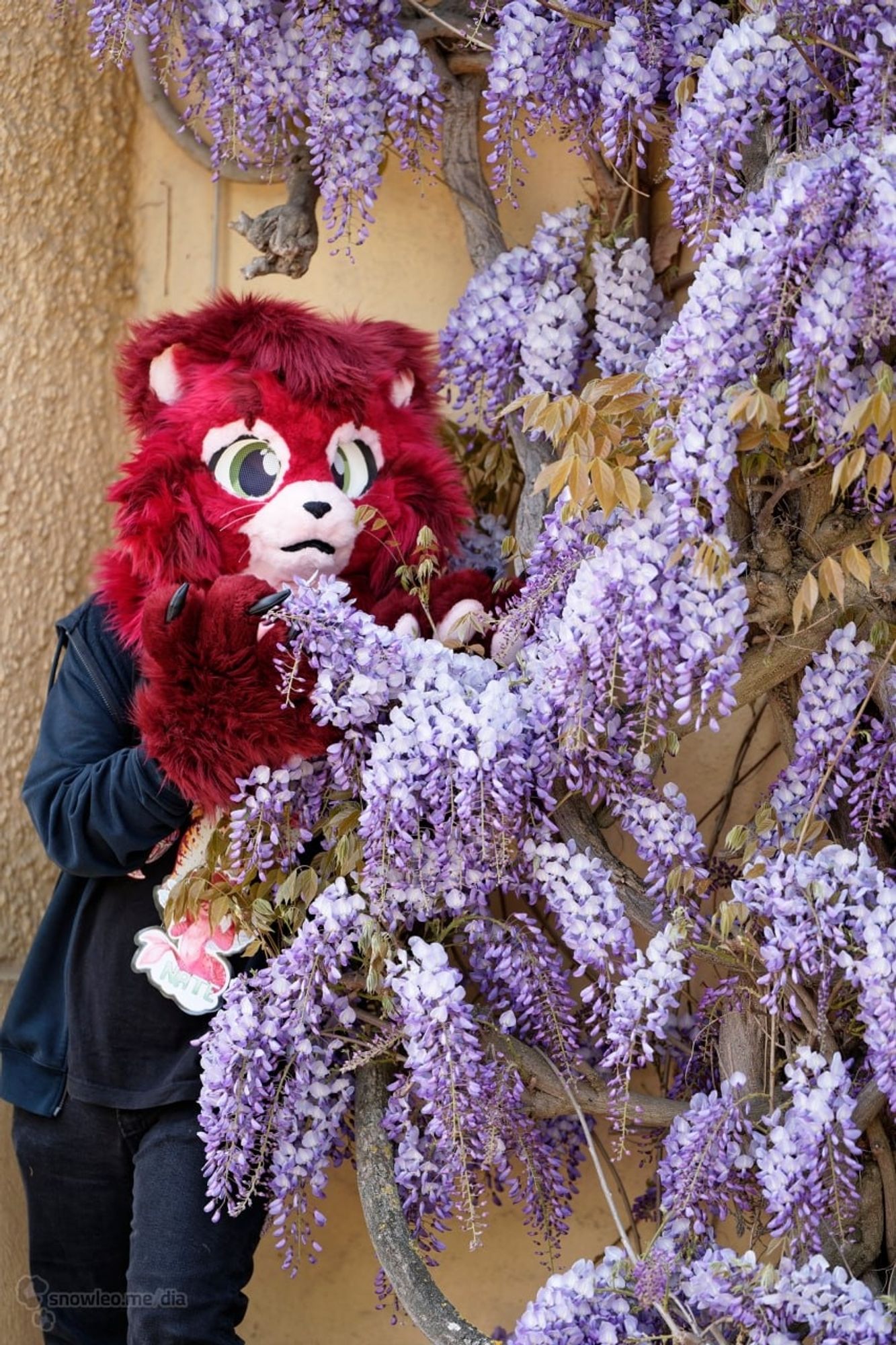 Nate stands next to a Wisteria sinensis, also known as Chinese blue rain, and smells its flowers.