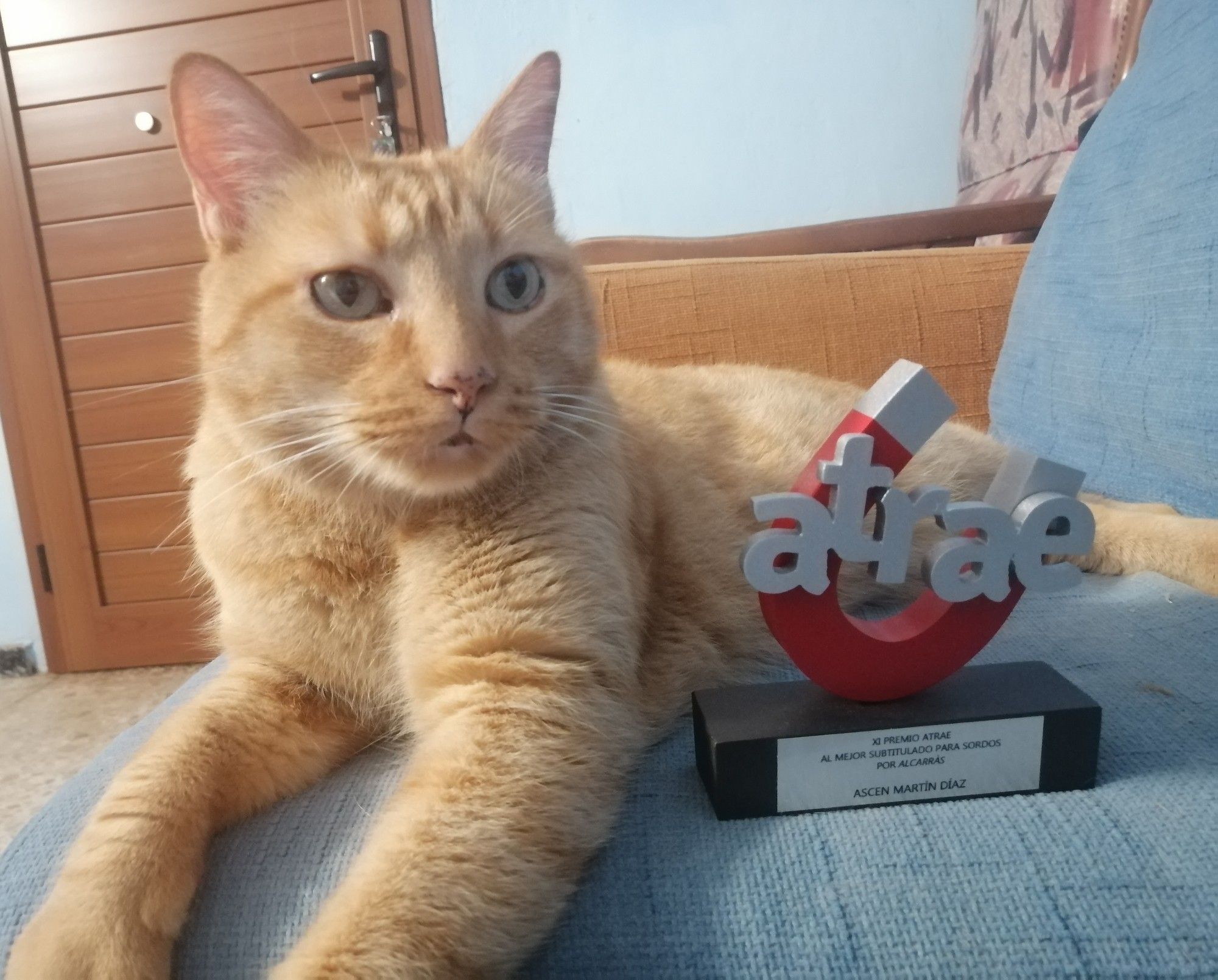 Ragnar, mi gato rubio, tumbado en el sofá junto a un premio ATRAE, que tiene forma de imán rojo y plateado. La plaquita reza: XI Premio ATRAE al mejor subtitulado para sordos por Alcarràs.