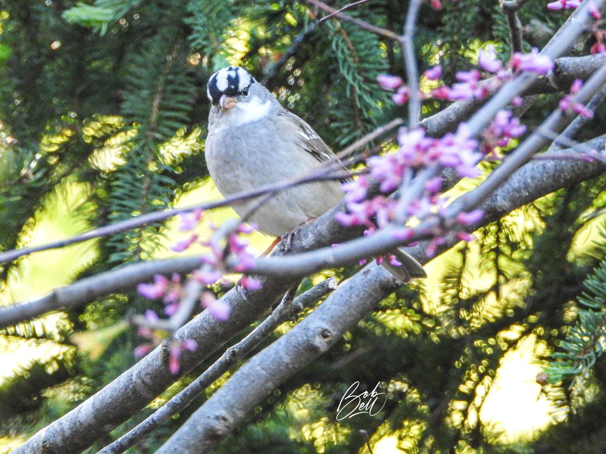 A sparrow facing me on branches of my backyard redbud, with a few pink petals in the foreground, and dark green spruce tree behind it. It has a white and black striped crown, and all gray underparts, however, it has aberrant white plumage on its throat, making it partially leucistic.