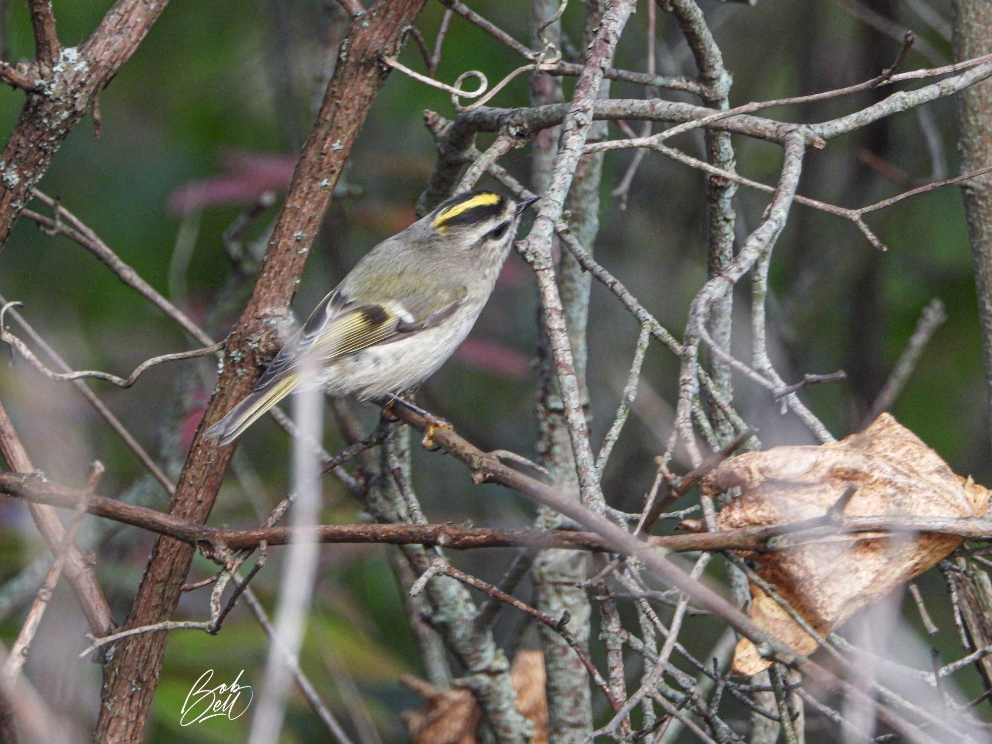 A tiny kinglet perched on a bare branch for a microsecond. It's back is to me and she's looking away. Her back is greenish gray, her belly white, and her head has a yellow stripe down the centre of her black crown.