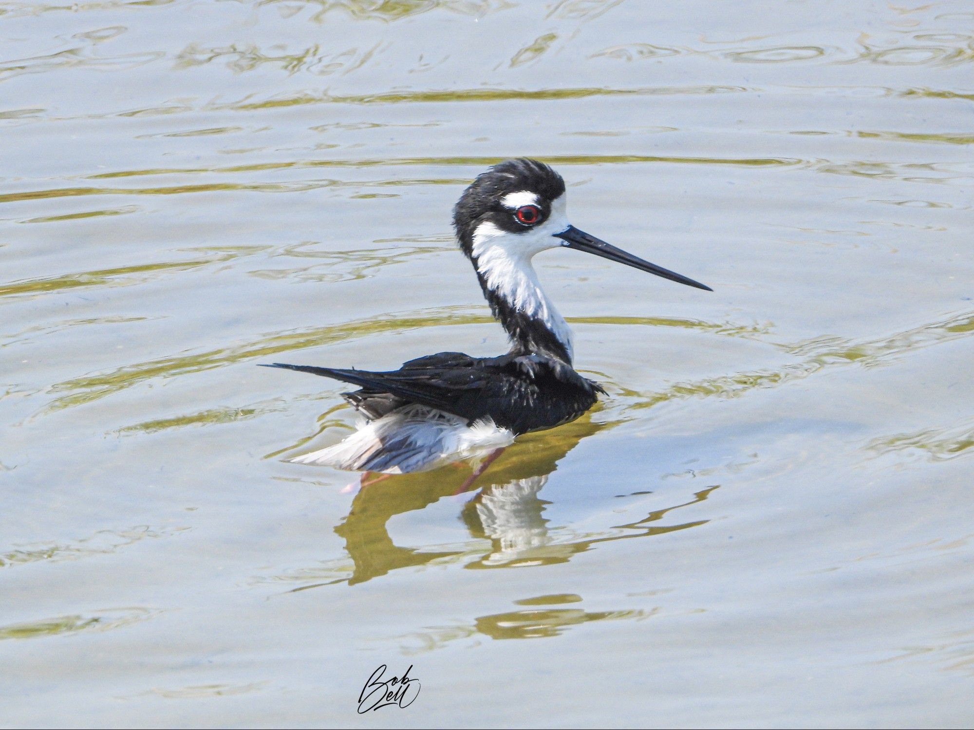 A Black-necked Stilt in water deep enough that you can't see its legs, perhaps it is swimming. It has a very long, slightly upcurved black bill, white throat and front of its neck , with the white extending across its face up to eye level, a white patch above its red eye, and the rest of it is black, including its crown, back of its neck, and back.