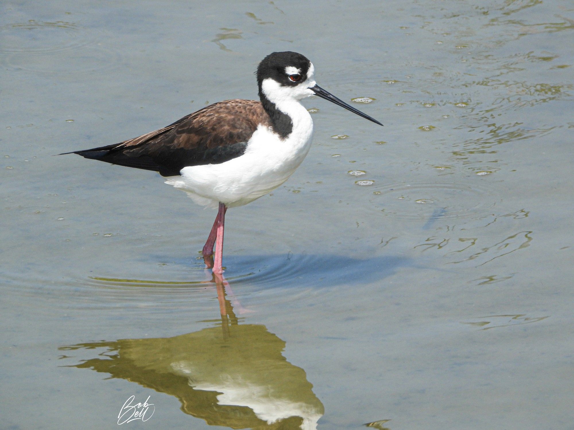 A Black-necked Stilt standing in shallow water, showing off its  long bubblegum pink legs. It has a very long, slightly upcurved black bill, white throat and front of its neck , with the white extending across its face up to eye level, a white patch above its red eye, and the rest of it is brownish to black, including its crown, back of its neck, and back.