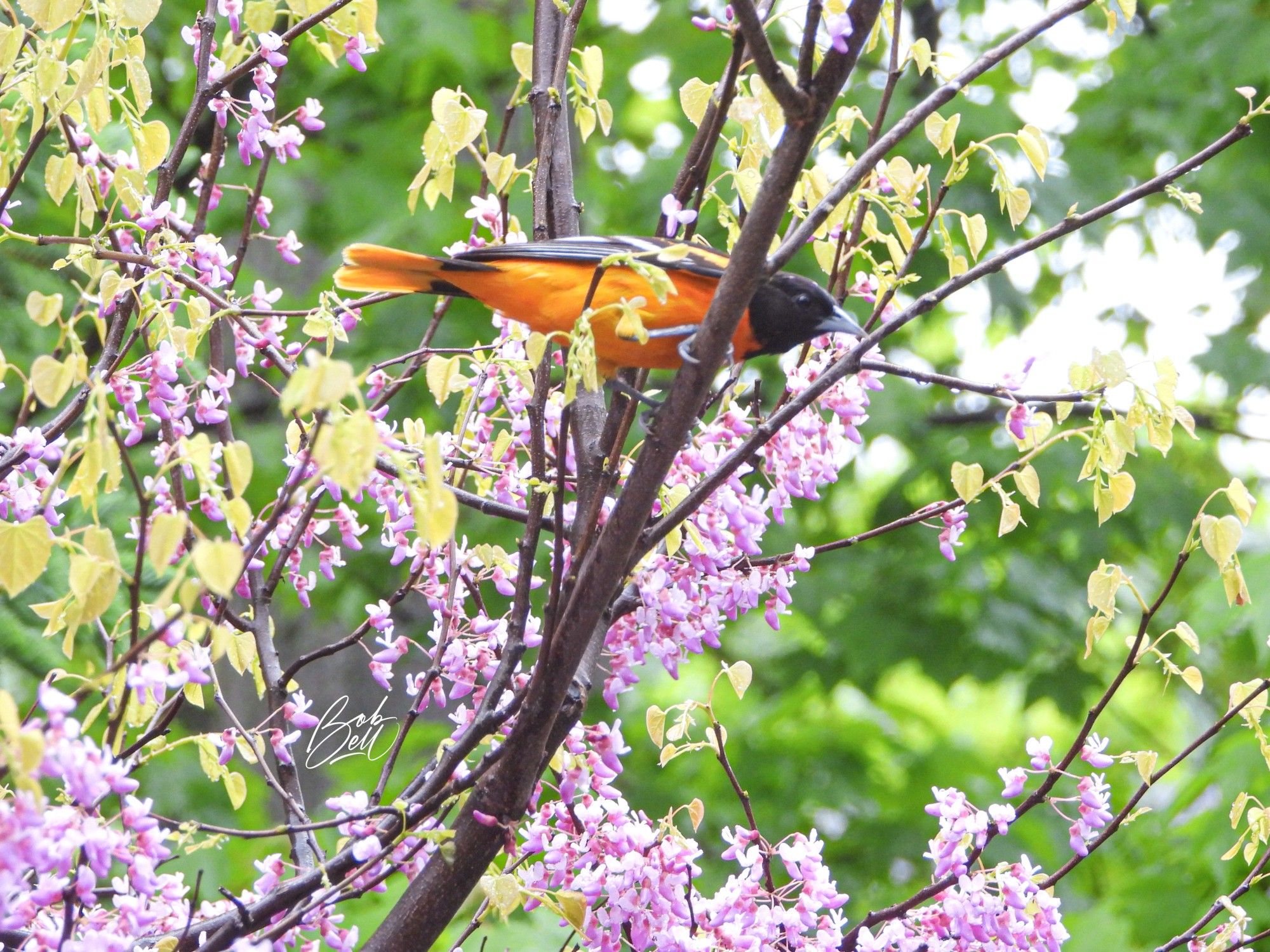 A mature male Baltimore Oriole perched amongst the pink blooms of my redbud, about to leap off and fly to my feeders