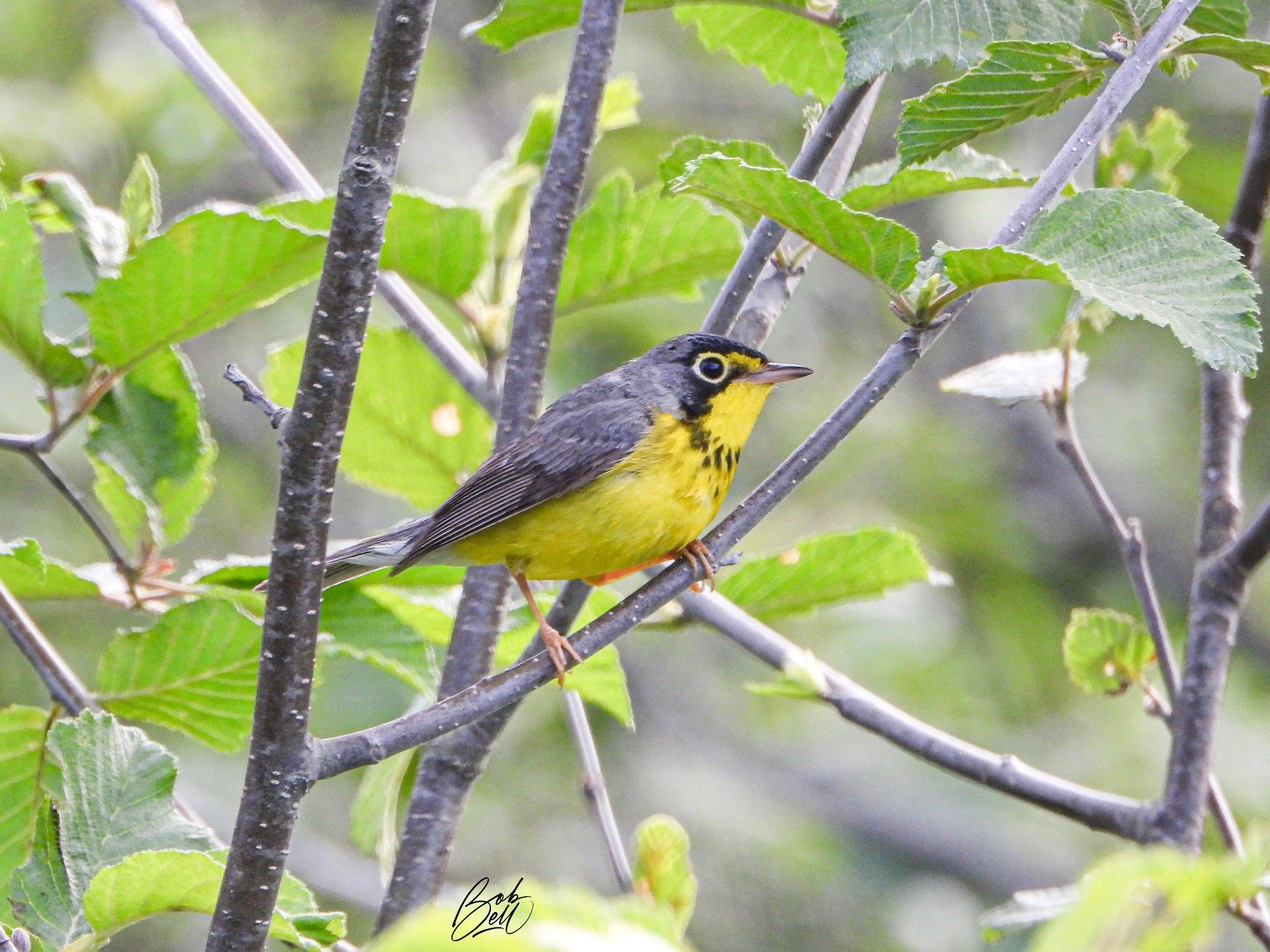 My favourite warbler, a Canada Warbler, perched on bare branches of a shrub surrounded by a few leaves. He is in profile view, looking to the right. His underparts are bright lemon yellow, accentuated by a black necklace. His upperparts are steely blue-gray. He has a prominent white eye ring. My favourite warbler, helping me cope with my chronic Lyme disease!