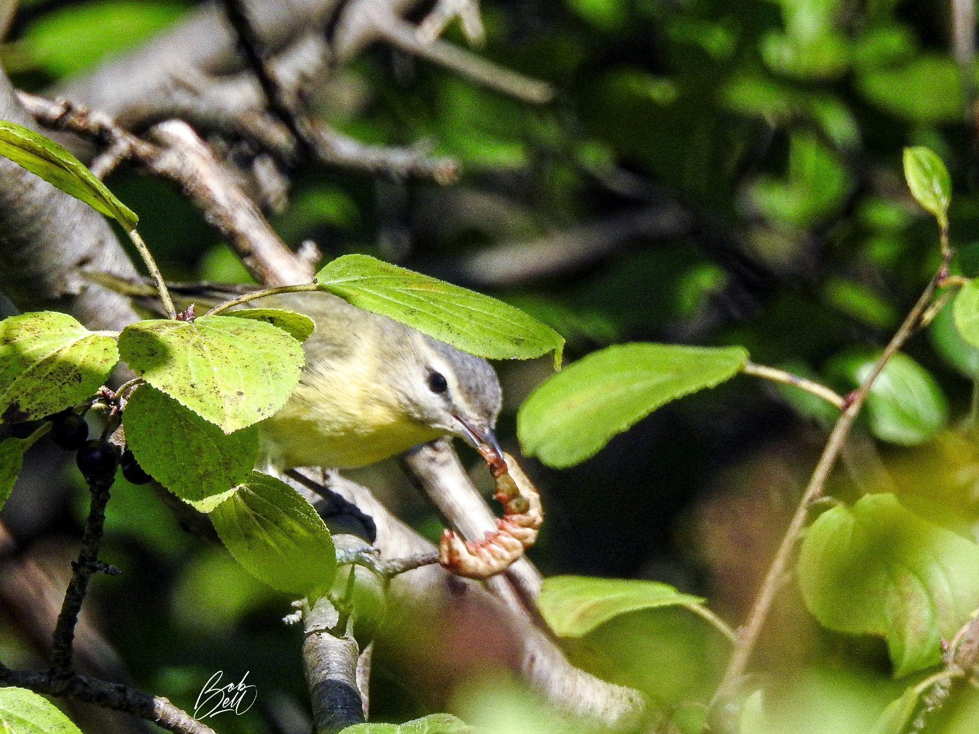 A vireo poking its head out between some leaves surrounding him. His underparts are a soft yellow, while the crown of his head is gray, and his face is white with a thin gray eyestripe. In his beak he is holding a large caterpillar