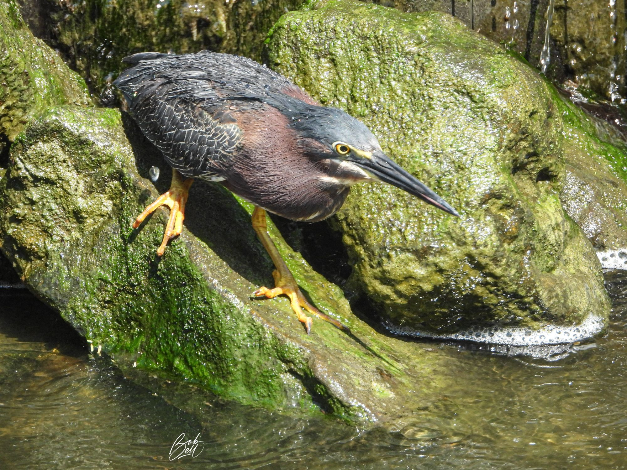 A Green Heron in stealth, attack mode, perched on a slimy rock just above a pond. Its breast is purplish, while its head and back are greenish. It has yellow legs and feet, yellow eyes, and a long pointy blackish colored bill