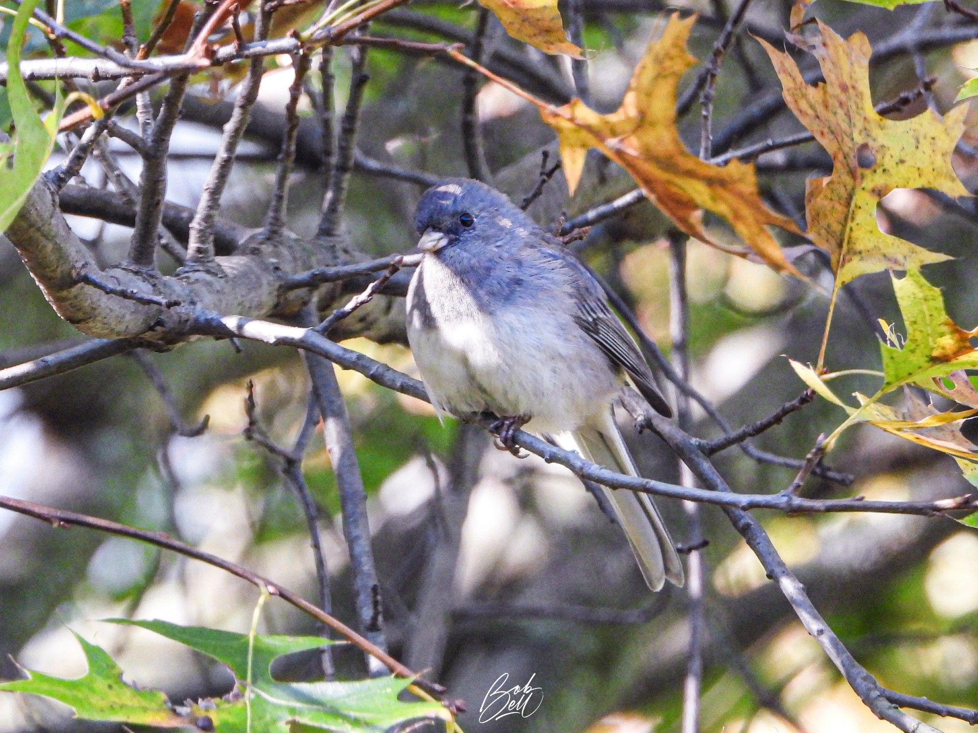 A junco sitting in the shade surrounded by fall colours. His upper parts are steel gray and lower parts are white. His eyes are black and his beak is a pinkish-white.