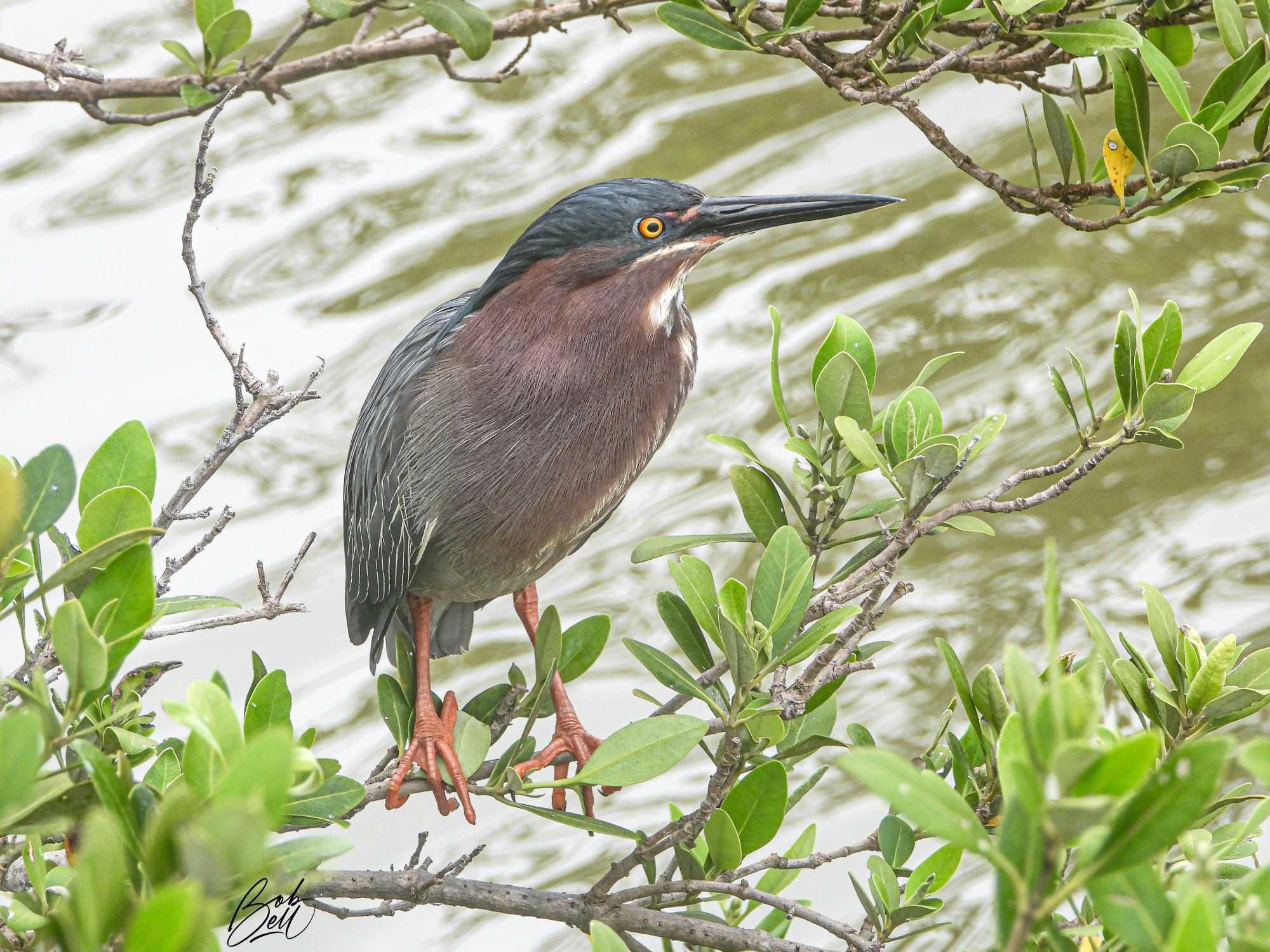 A Green Heron perched in a shrub just above a water way. Its breast is purplish, while its head and back are greenish. It has yellow legs and feet, yellow eyes, and a long pointy blackish colored bill