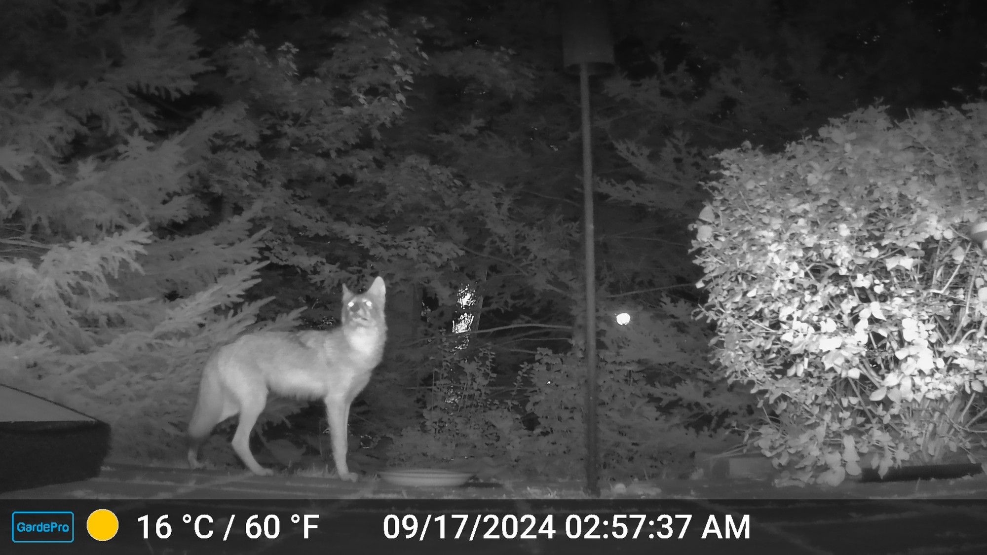 A black and white image shot by my trail cam set up in my backyard at about 3 am. There is a large coyote looking up at the second floor of my house!