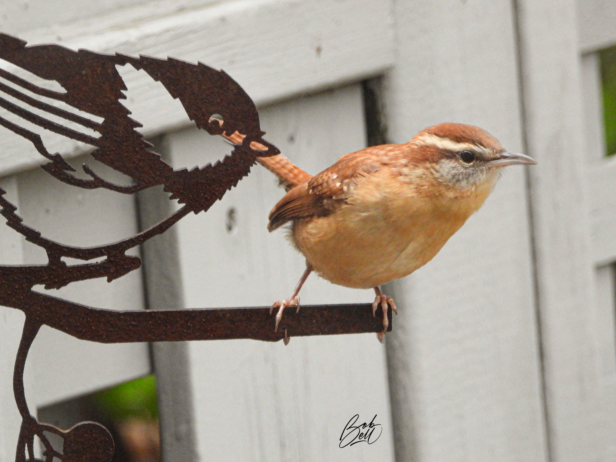 A Carolina Wren perched on my chickadee ornament