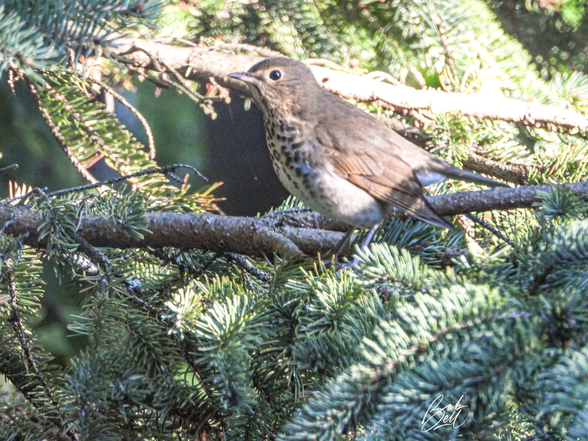 A Swainson's Thrush in my backyard spruce tree this morning, half in sunlight, half in shade. He's in profile view, looking to the left. He's various shades of brown, with white underpart covered in large brown spots. He has orangish "spectacles" around his eye