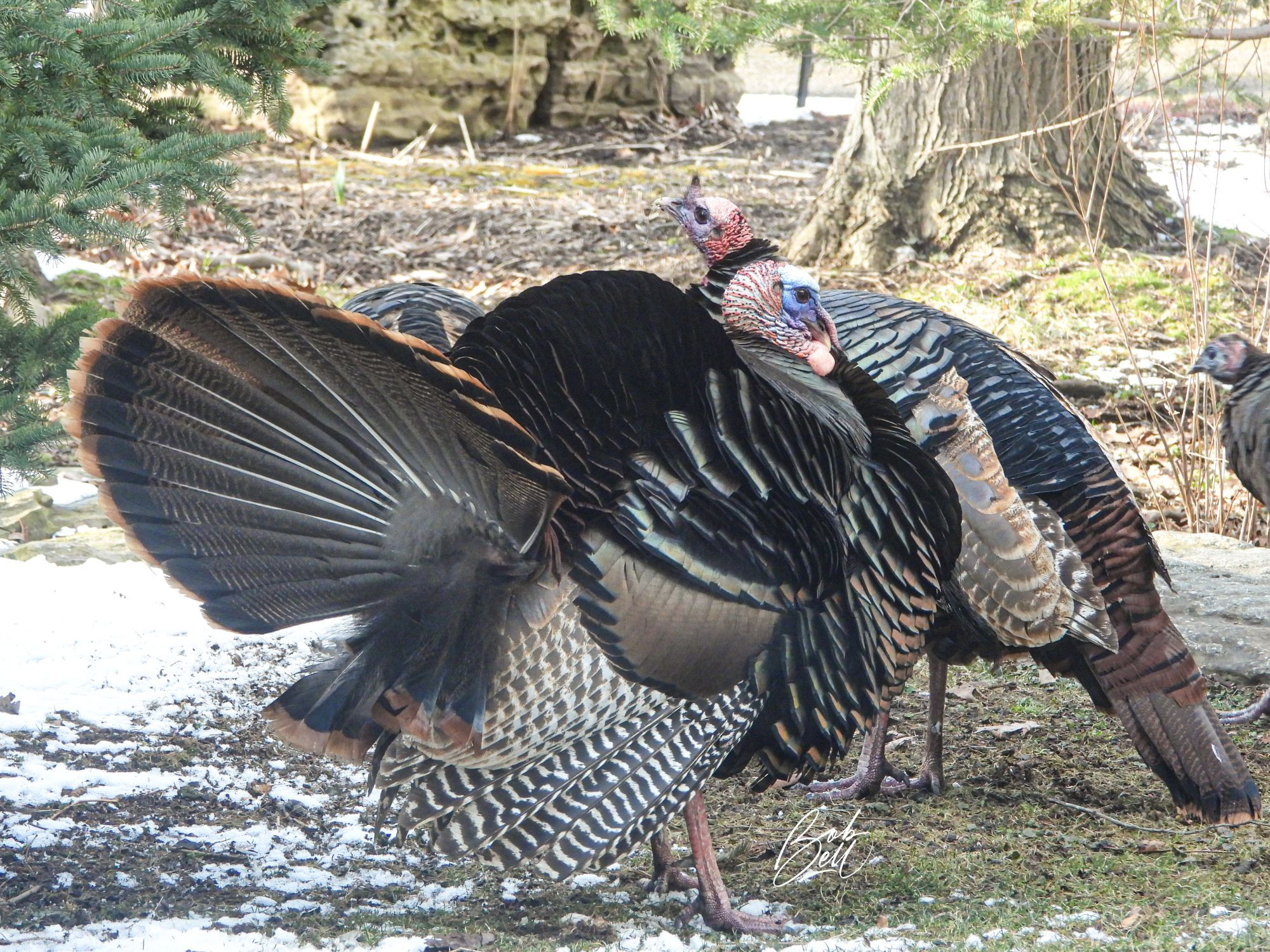 Several wild turkeys in my backyard, with a few patches of snow lingering around. The turkey in the foreground is a large male displaying - he has his tail feather fanned open, and his body feathers fluffed up.