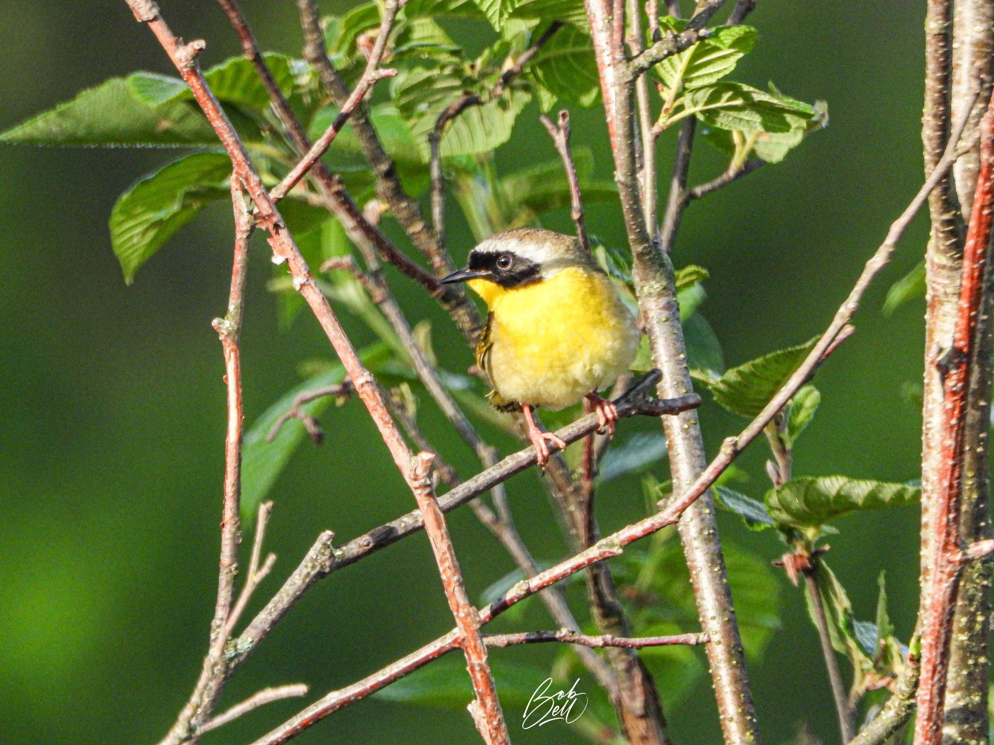 A warbler in a small bush with the background a blurred out green. The sun is shining brightly on him. HIs body is bright yellow, he has a black face mask, and white to gray crown