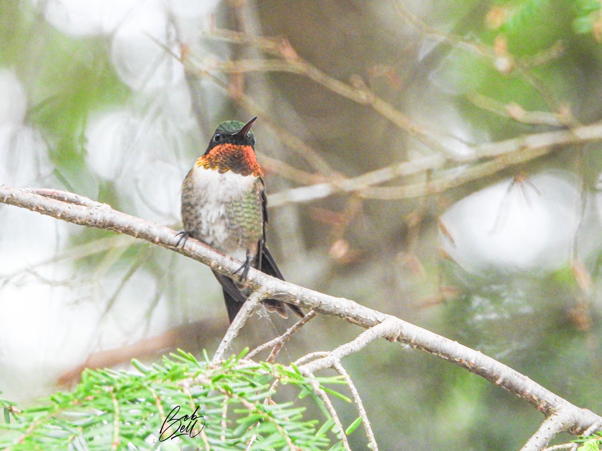 A Ruby-throated Hummingbird is sitting on a branch of a cedar tree, with the background blurred out. It's looking at me, with its gorget flared a sparkling orangish-red, its underparts are mostly white, and it has a green head.