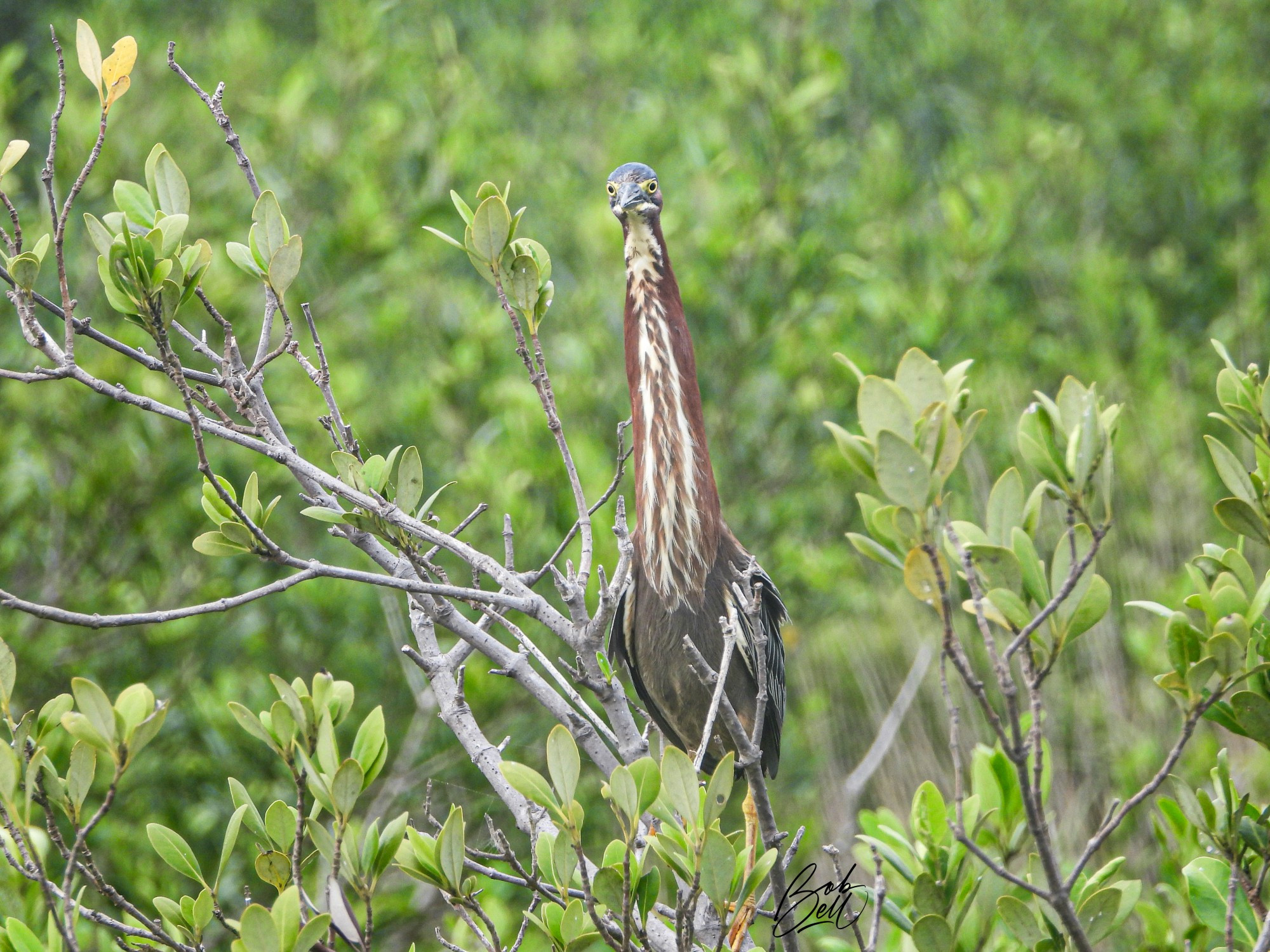 A Green Heron perched in a shrub, with its neck extended full length as it looks directly towards the camera. Its throat is white with purplish stripes. Its breast is purplish, while its head and back are greenish. It has yellow legs and feet, yellow eyes, and a long pointy blackish colored bill