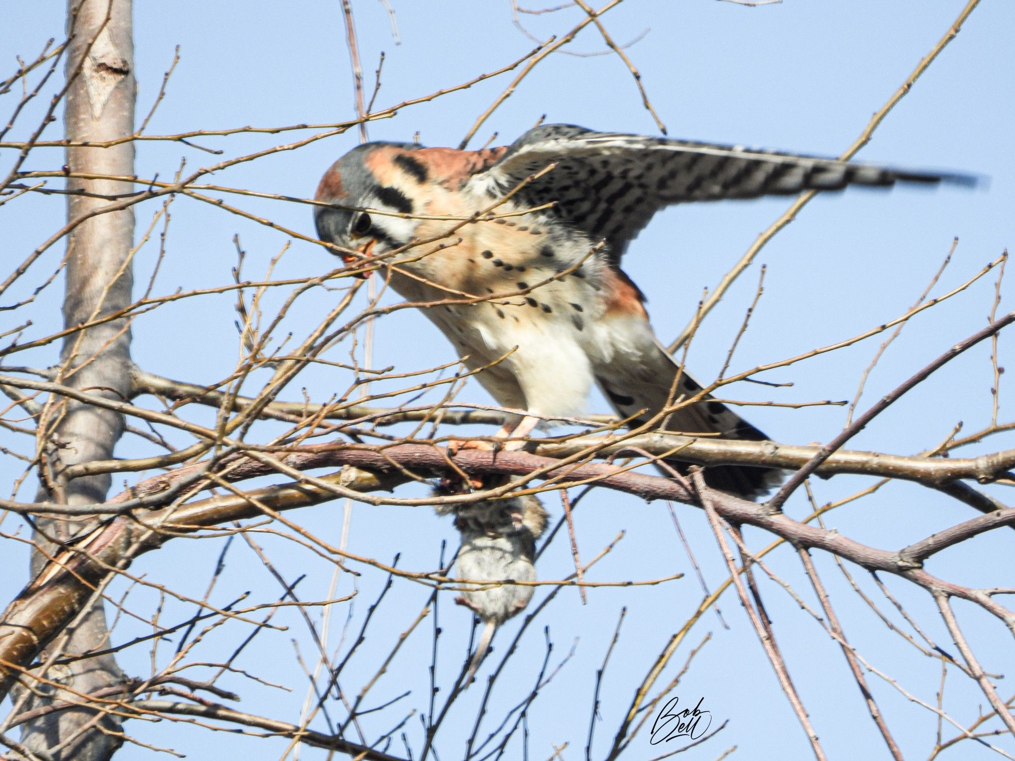 A kestrel is a small, colourful falcon. This one is posed in a bare tree with no leaves and blue sky background, its wings held up horizontally, and is holding in its talons a mouse or vole