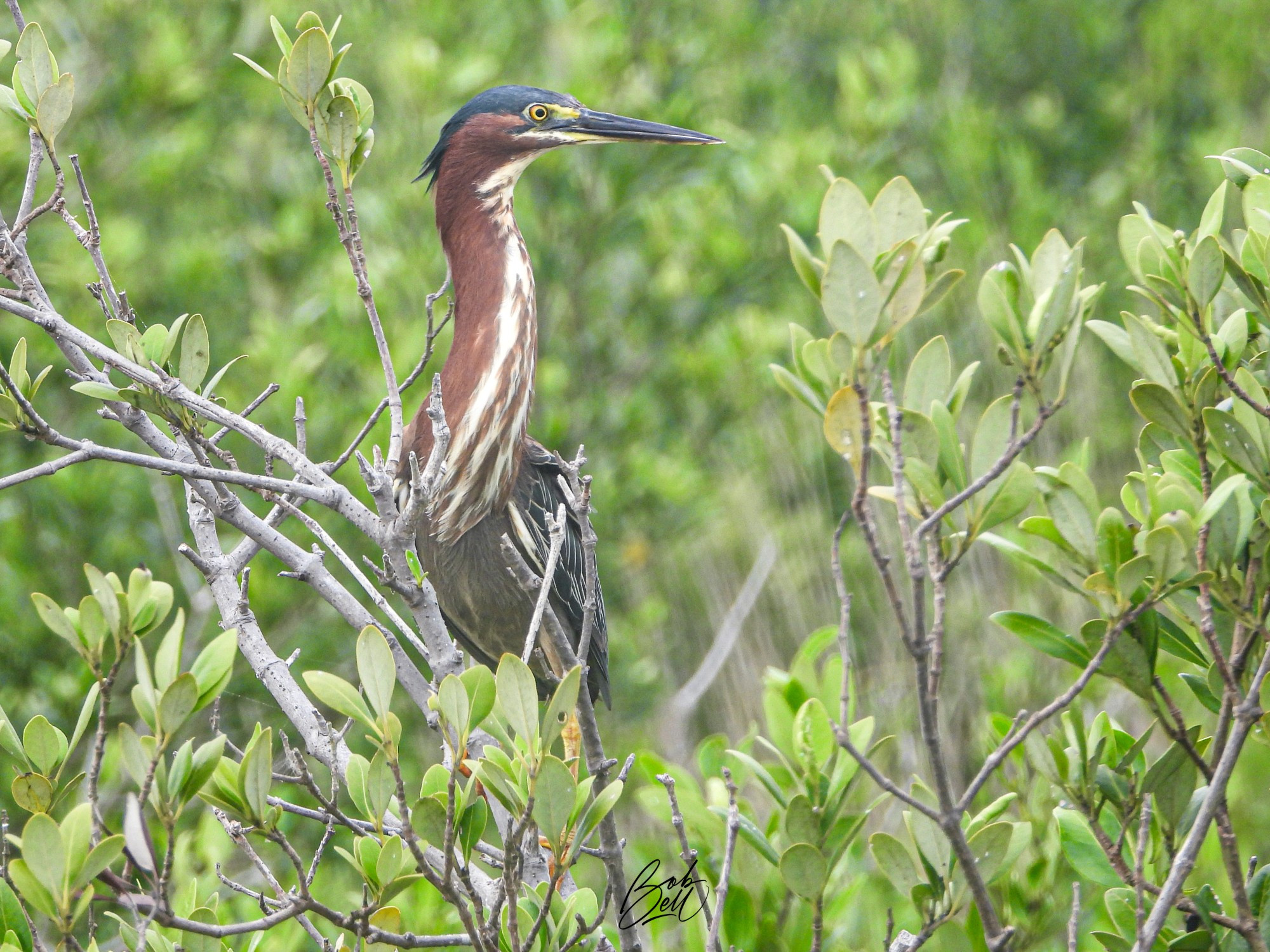 A Green Heron perched in a shrub, with its neck extended full length as it looks off to the right. Its throat is white with purplish stripes. Its breast is purplish, while its head and back are greenish. It has yellow legs and feet, yellow eyes, and a long pointy blackish colored bill