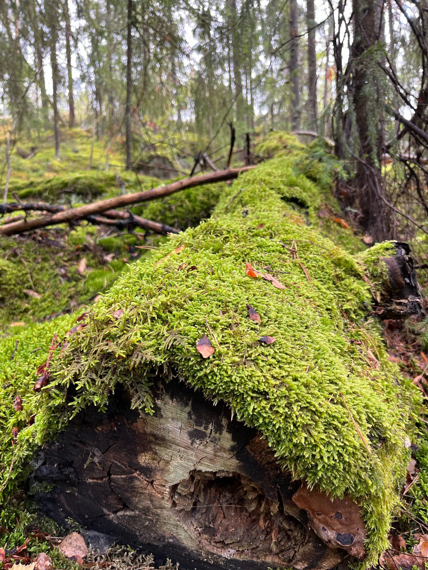 Puut saavat lahota rauhassa. Kuvassa sammaloitunut kaatunut puu.