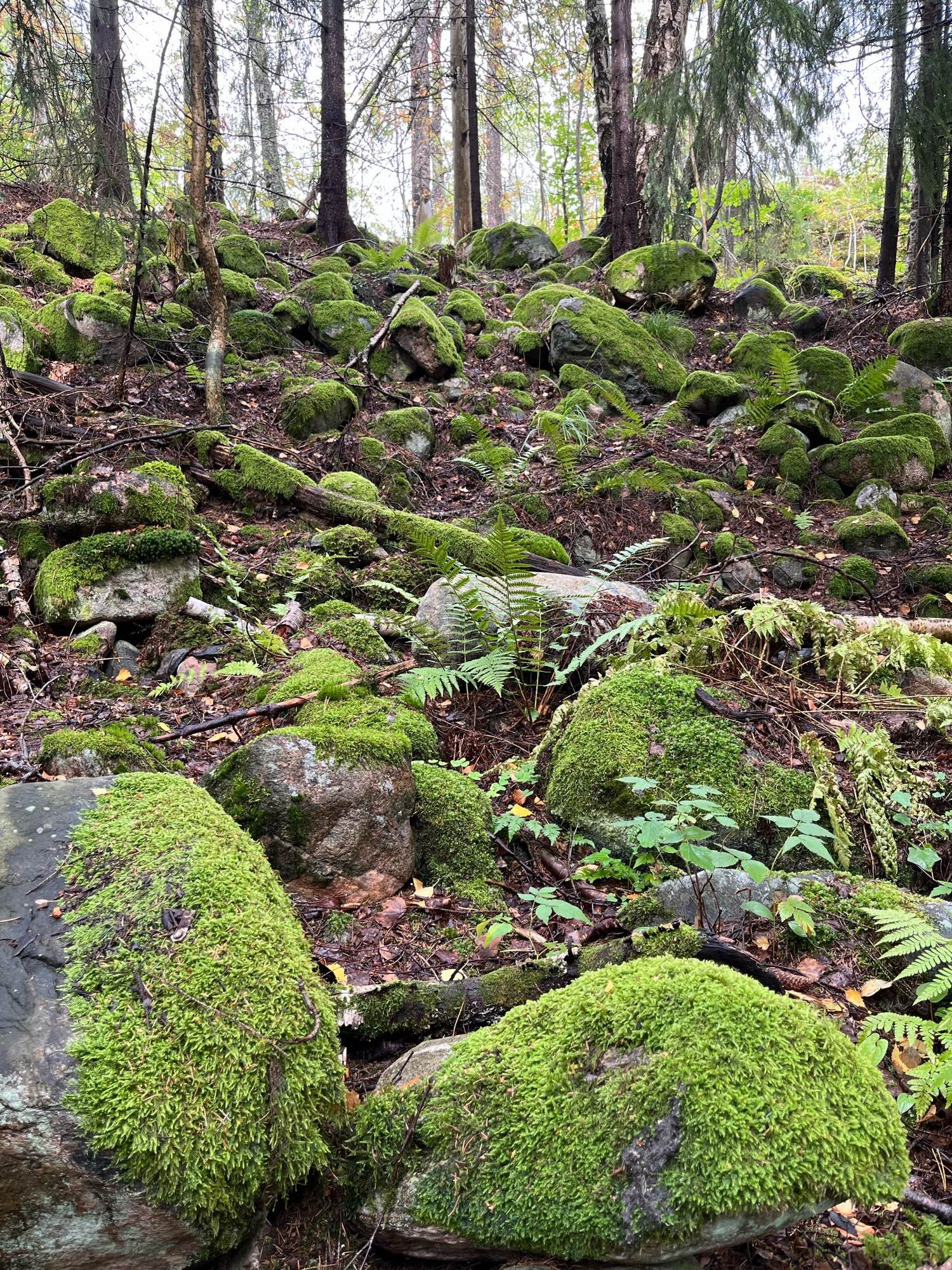 Kruunuvuorenlammen luonnonsuojelualueen metsää. Sammalpeitteiset kivet ovat metsän kansaa, kuin metsänhenkiä, jotka suojelevat luontoa.