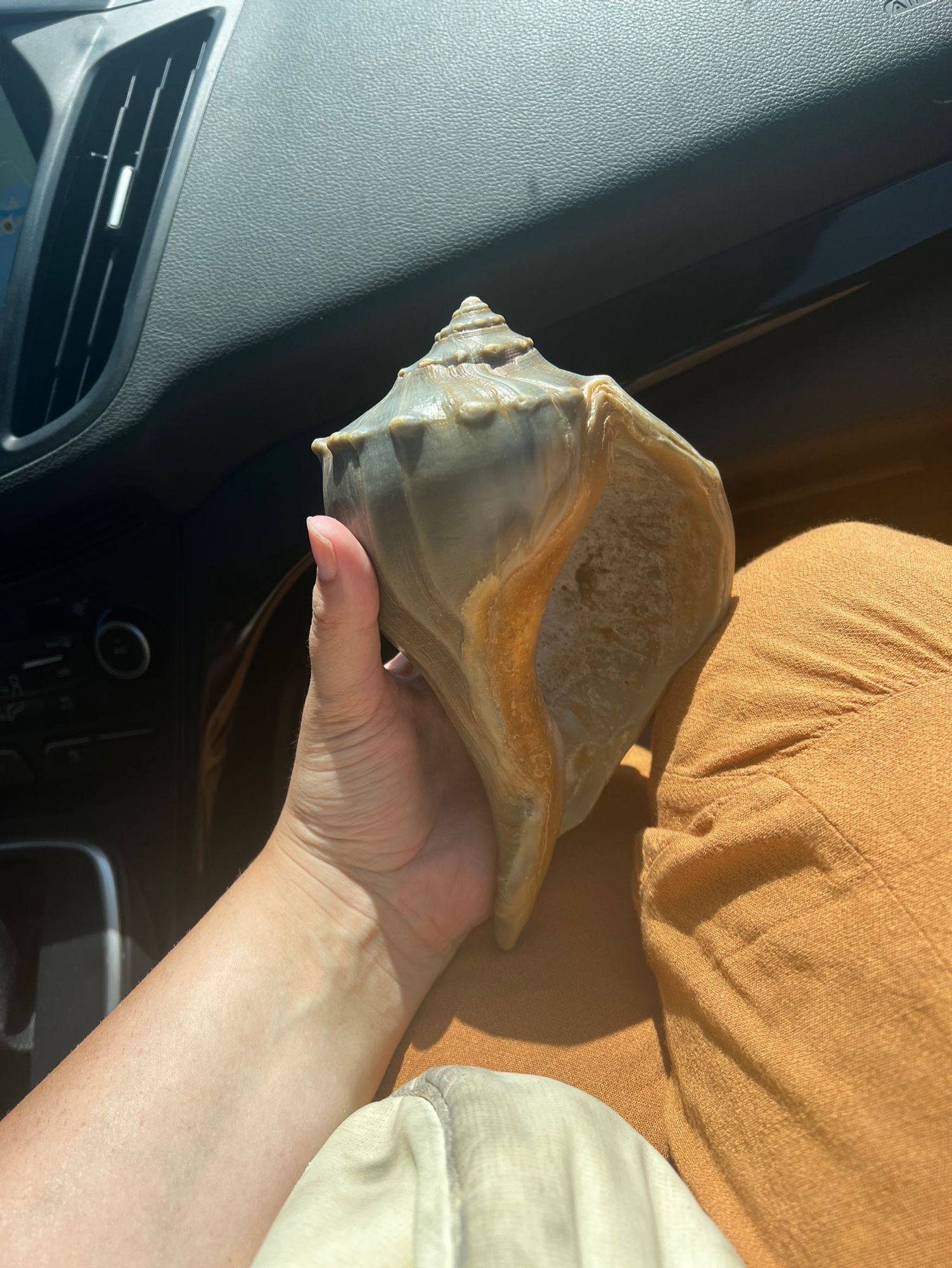 knucklehead whelk conch shell