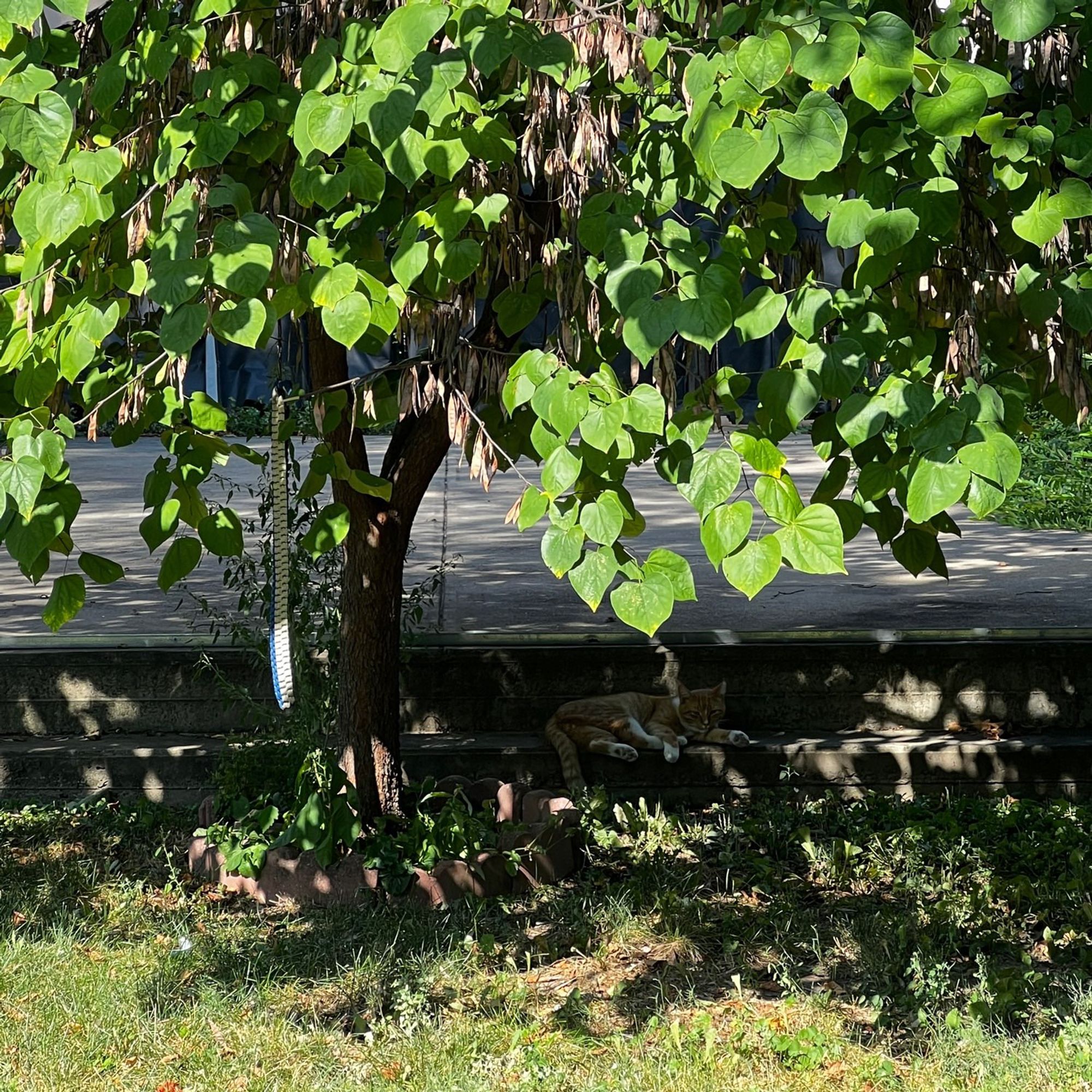 a photo of an orange cat sitting in the dappled shade of a tree