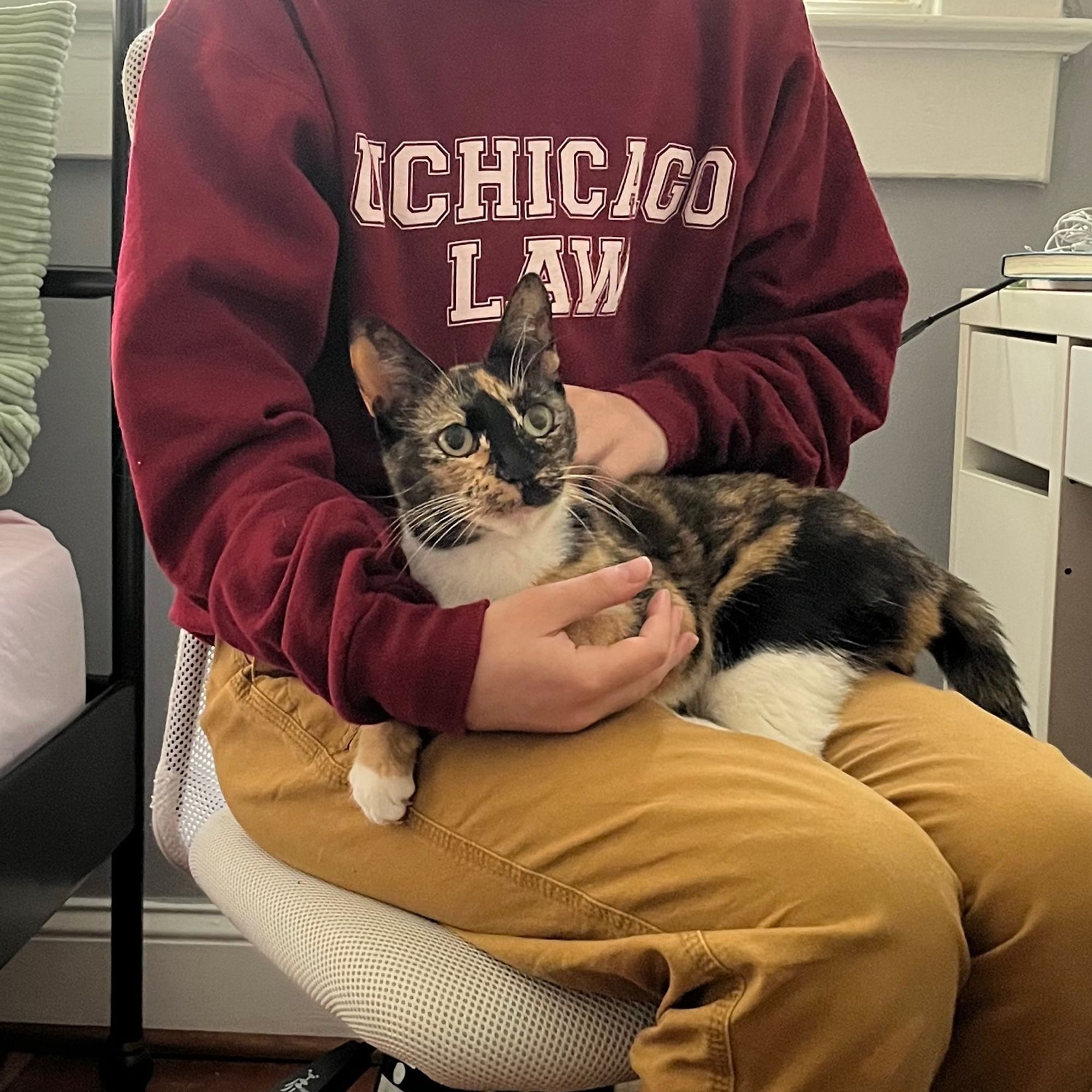 little tortoiseshell cat sitting in a lap