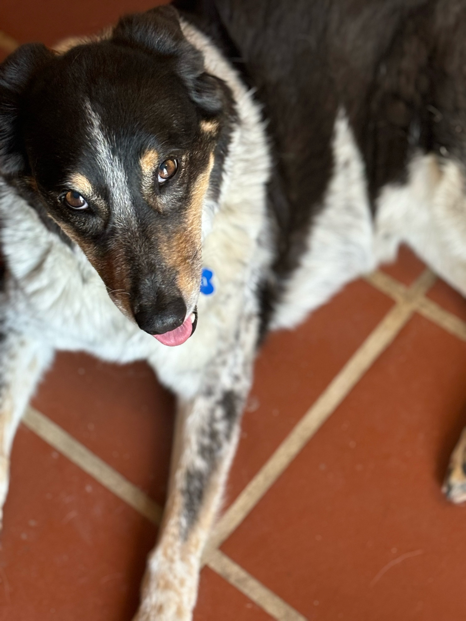 Aussie mix dog laying on a tile floor 