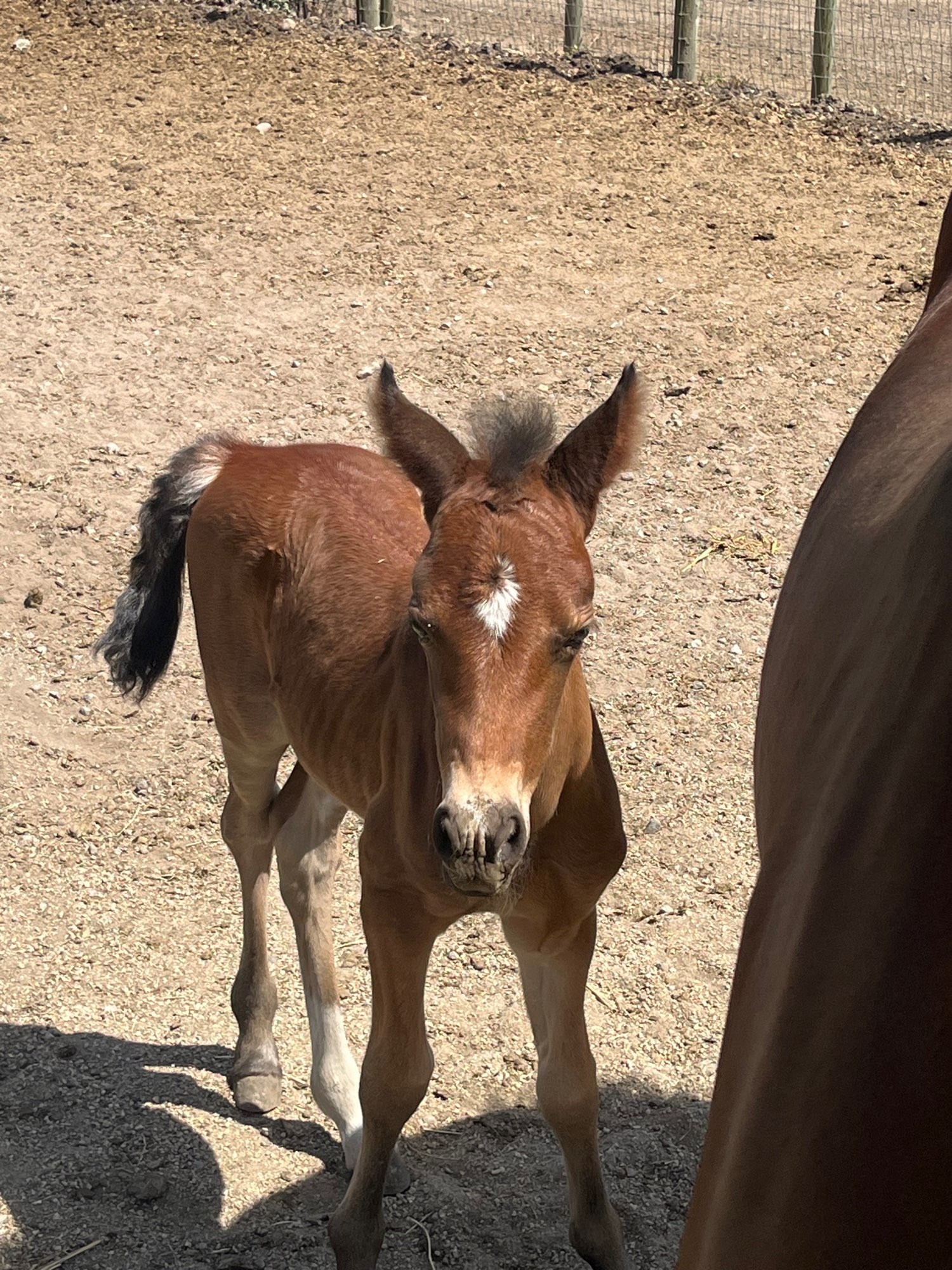 Baby horse Alice standing next to her mom’s side