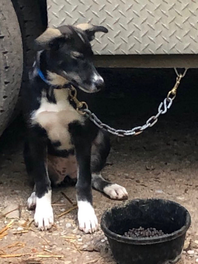 Baby sled dog Leap tied to the BraverMountain International Dig Bus