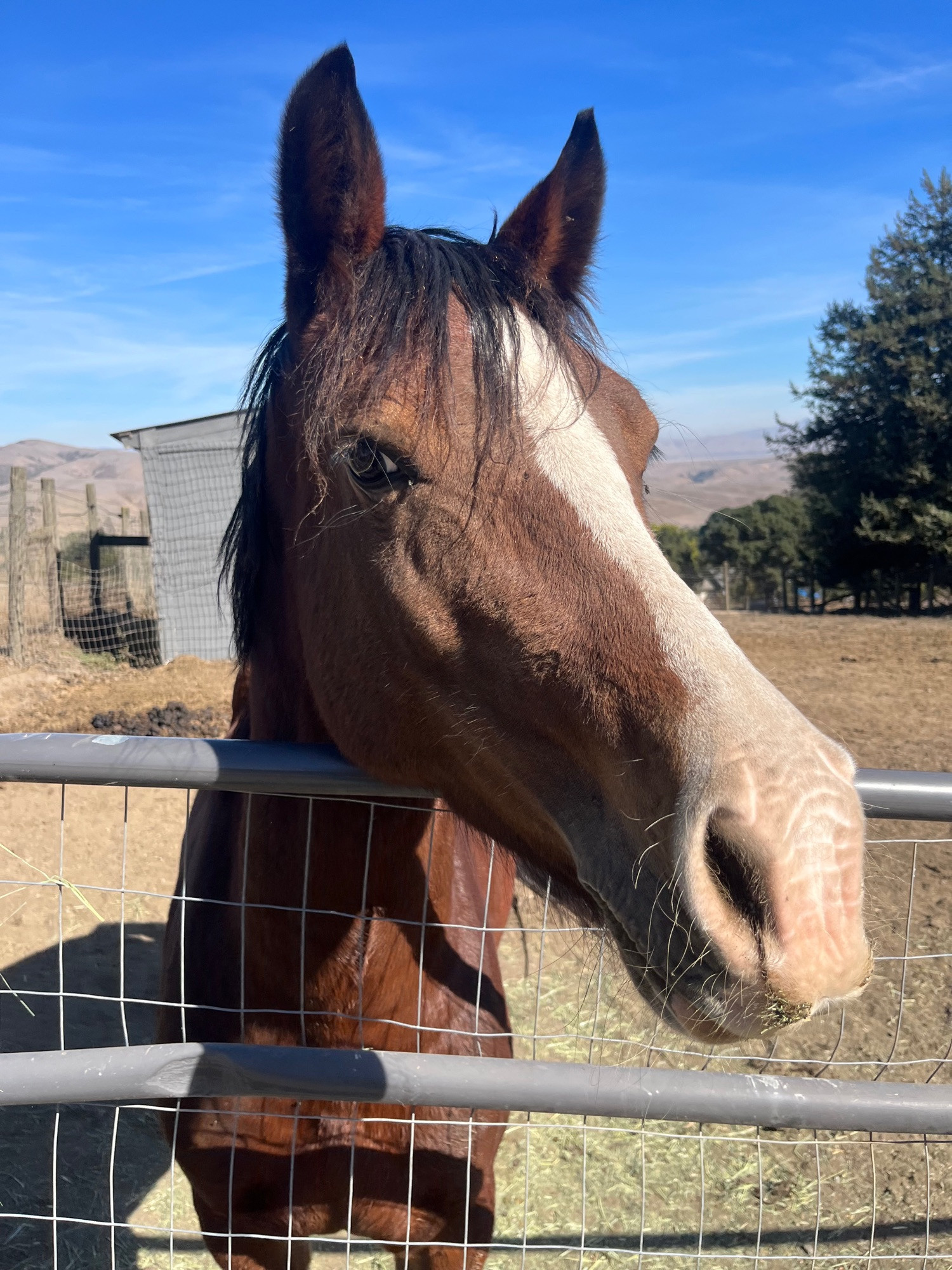 Bay mare with a white blaze that envelops her nose, she has her head over the gate and there’s a view of hills and blue sky behind her.