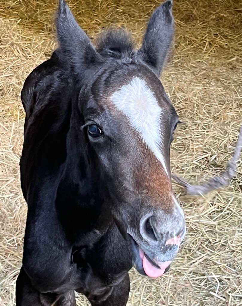 Baby horse Juniper sticking out her tongue