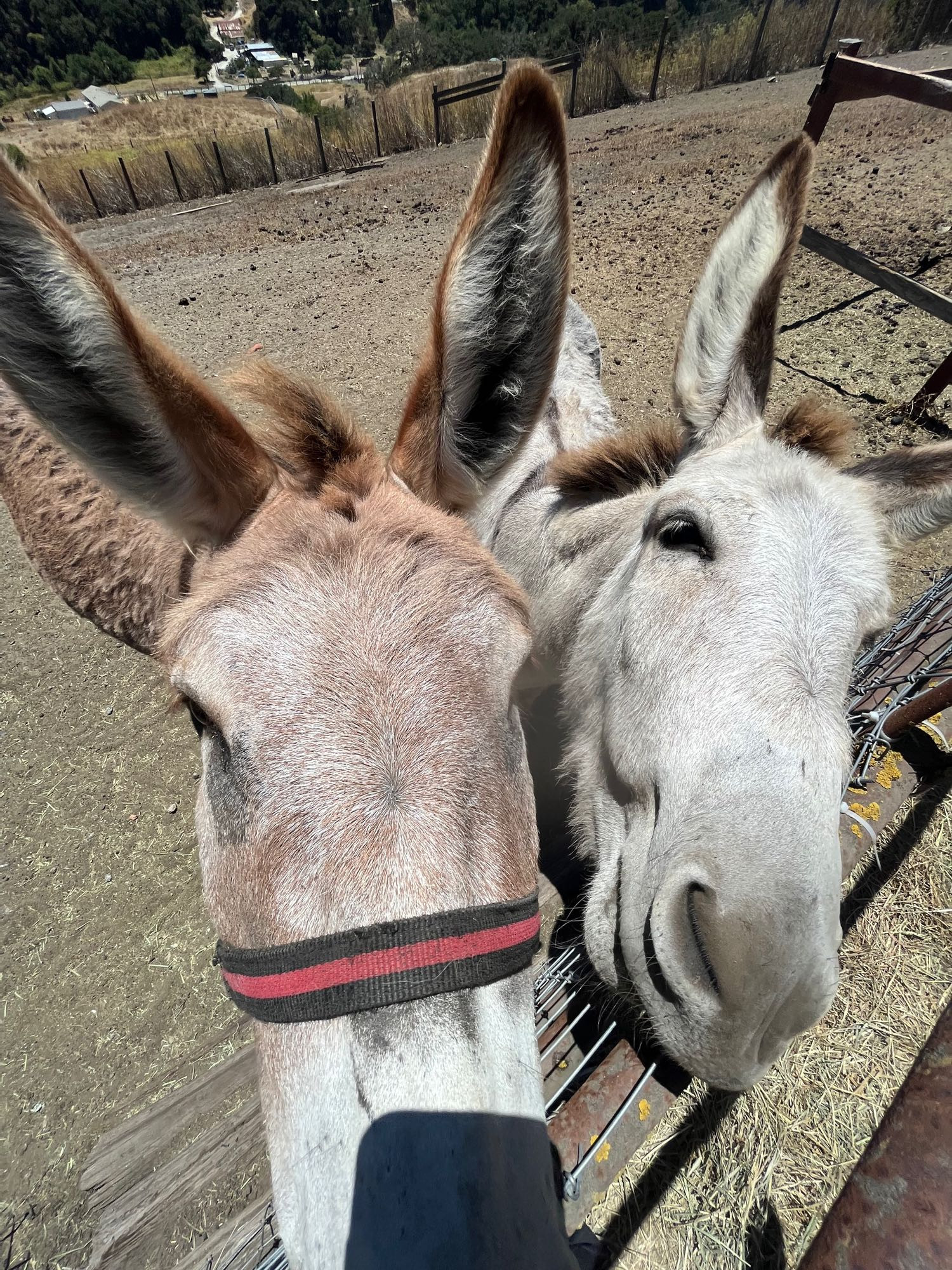 Two sweet donkeys begging for treats