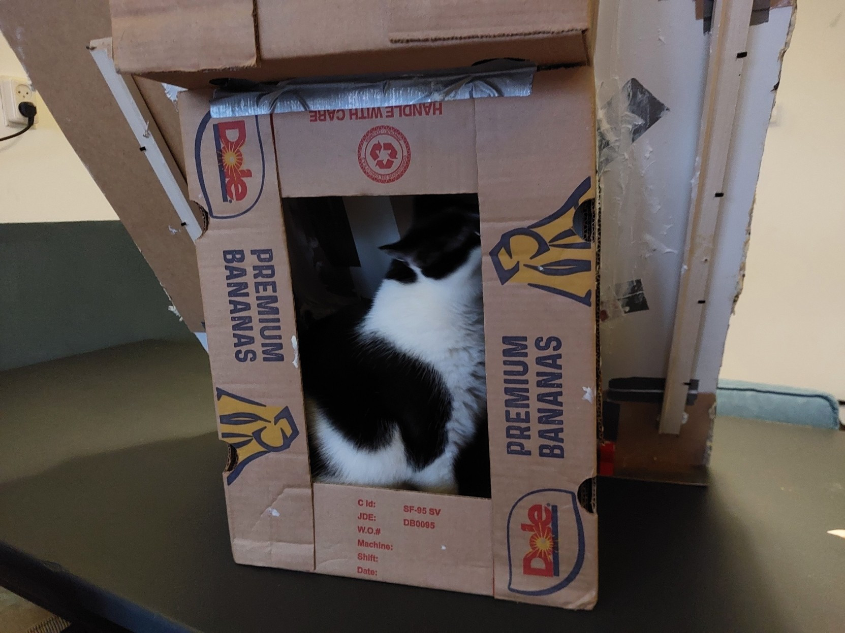 Cat sat in banana box that is fixed to the rear of the Rock staircase