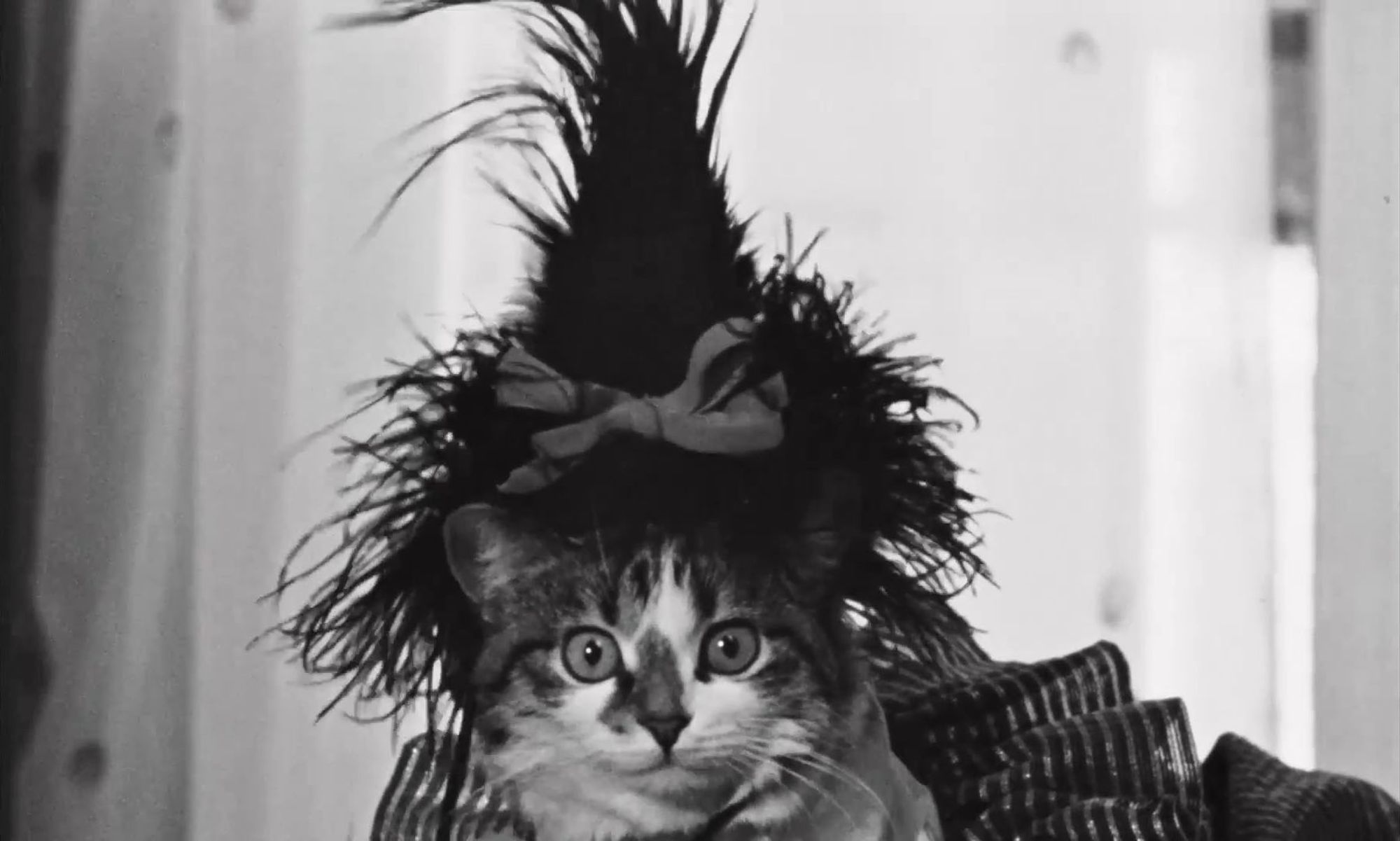 📽️ The star of the Chris Marker and Pierre Lhomme movie Le joli mai: a cat, who belongs to a theatre seamstress, wearing a custom frilly hat.