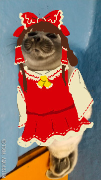 niko the baby seal from toba aquarium lying on his side, image is rotated 90º so it looks like he's standing kind of, and hakurei reimu's dress and hair from the touhou series is drawn on top of him as if he is cosplaying her