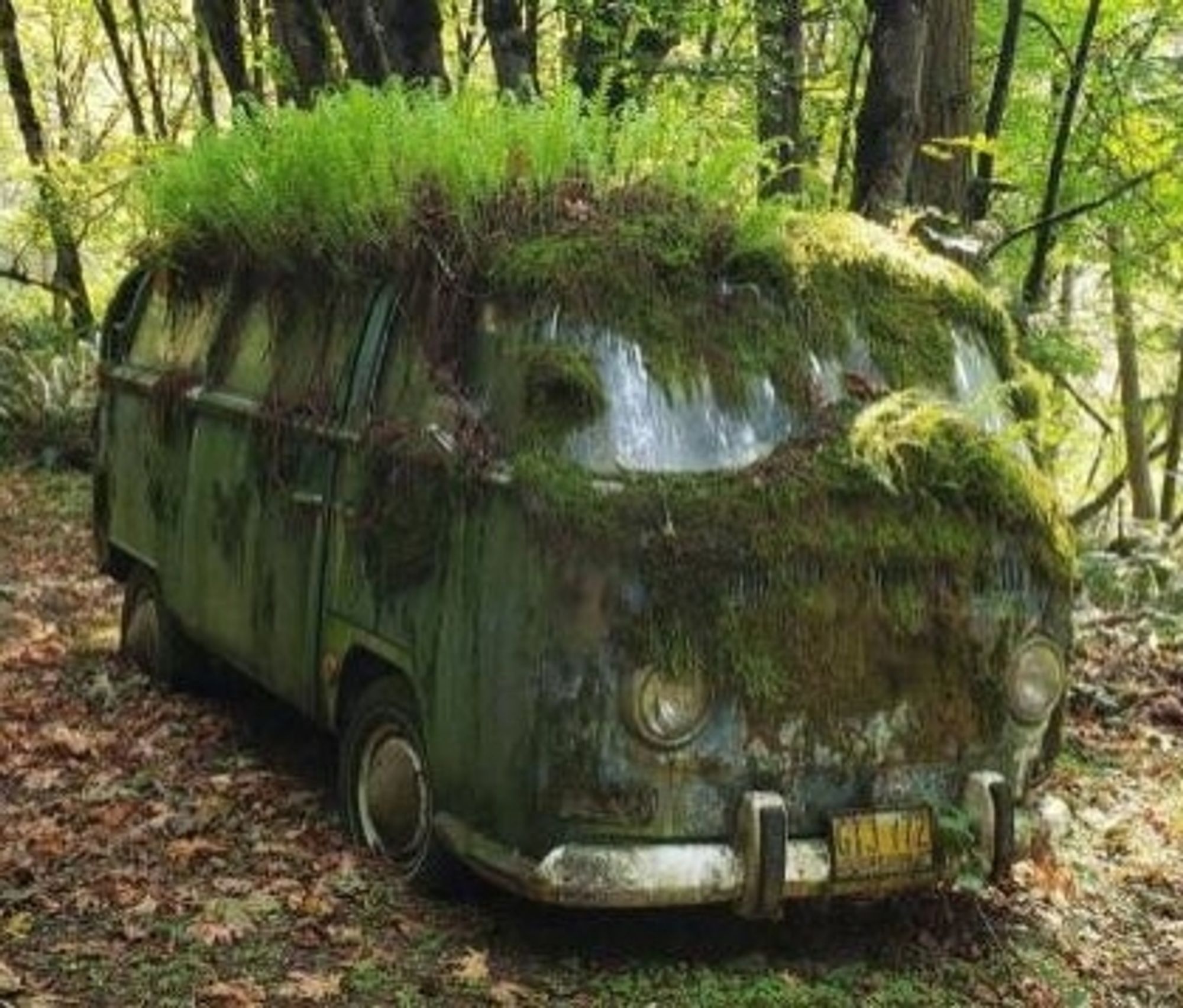 Voiture abandonnée envahie par les herbes folles