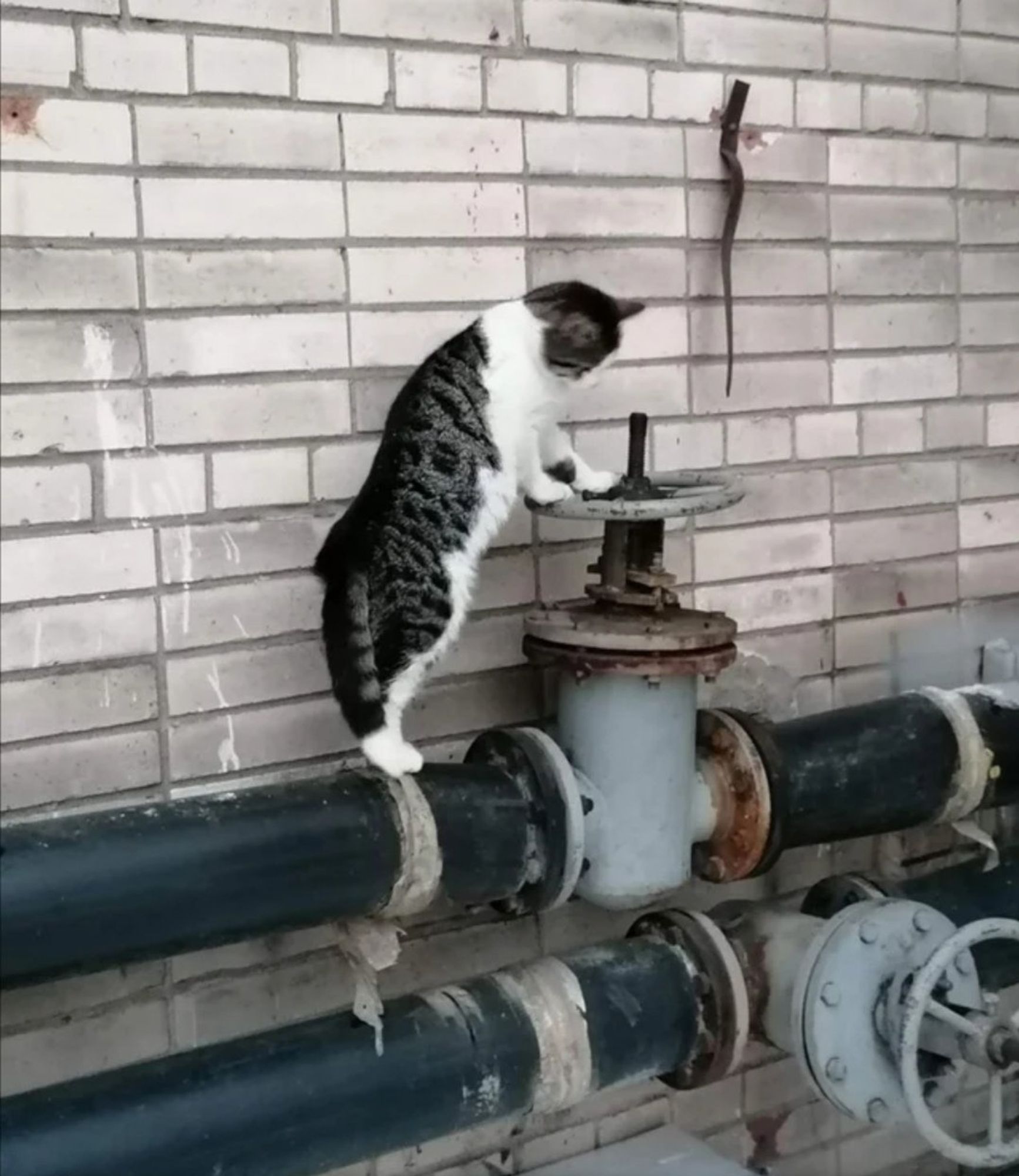 Chat qui appuie sur une grosse vanne de tuyauterie comme pour la fermer