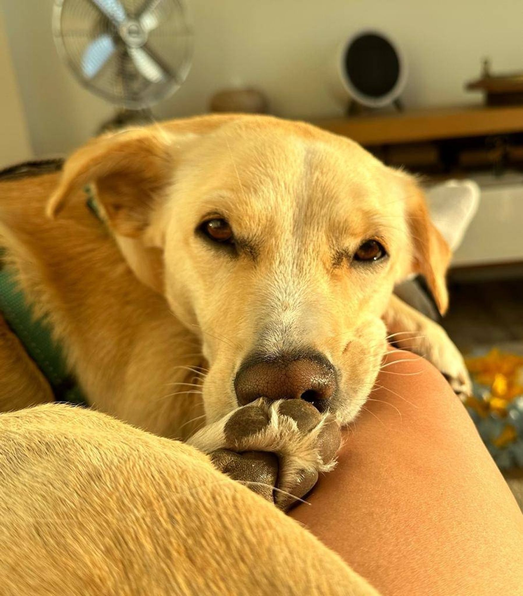 Sleepy dog in the yellow morning light, curled up on mum's legs.