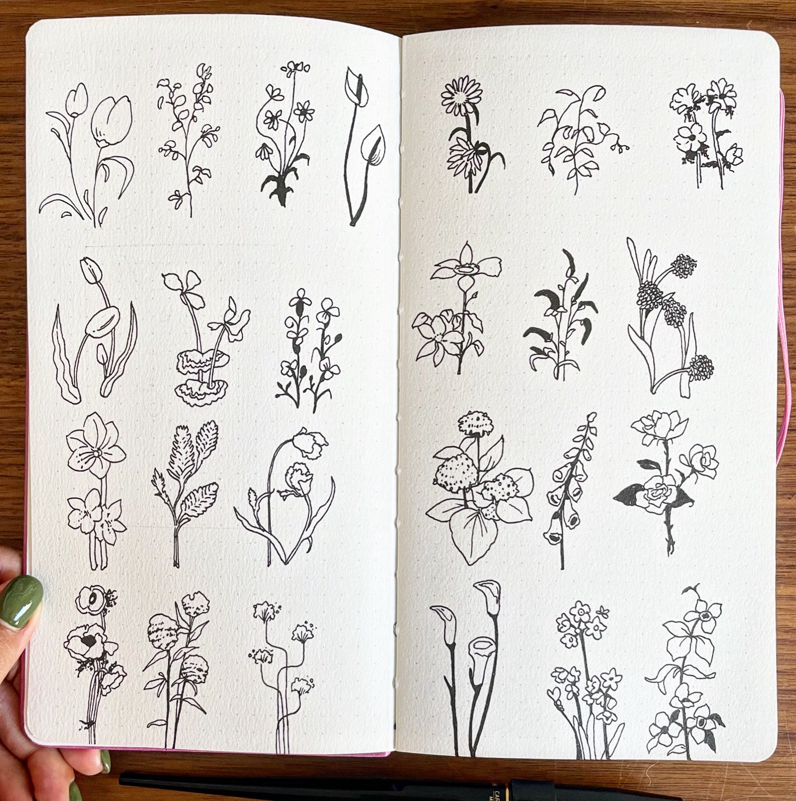 Ink like drawings of various flowers