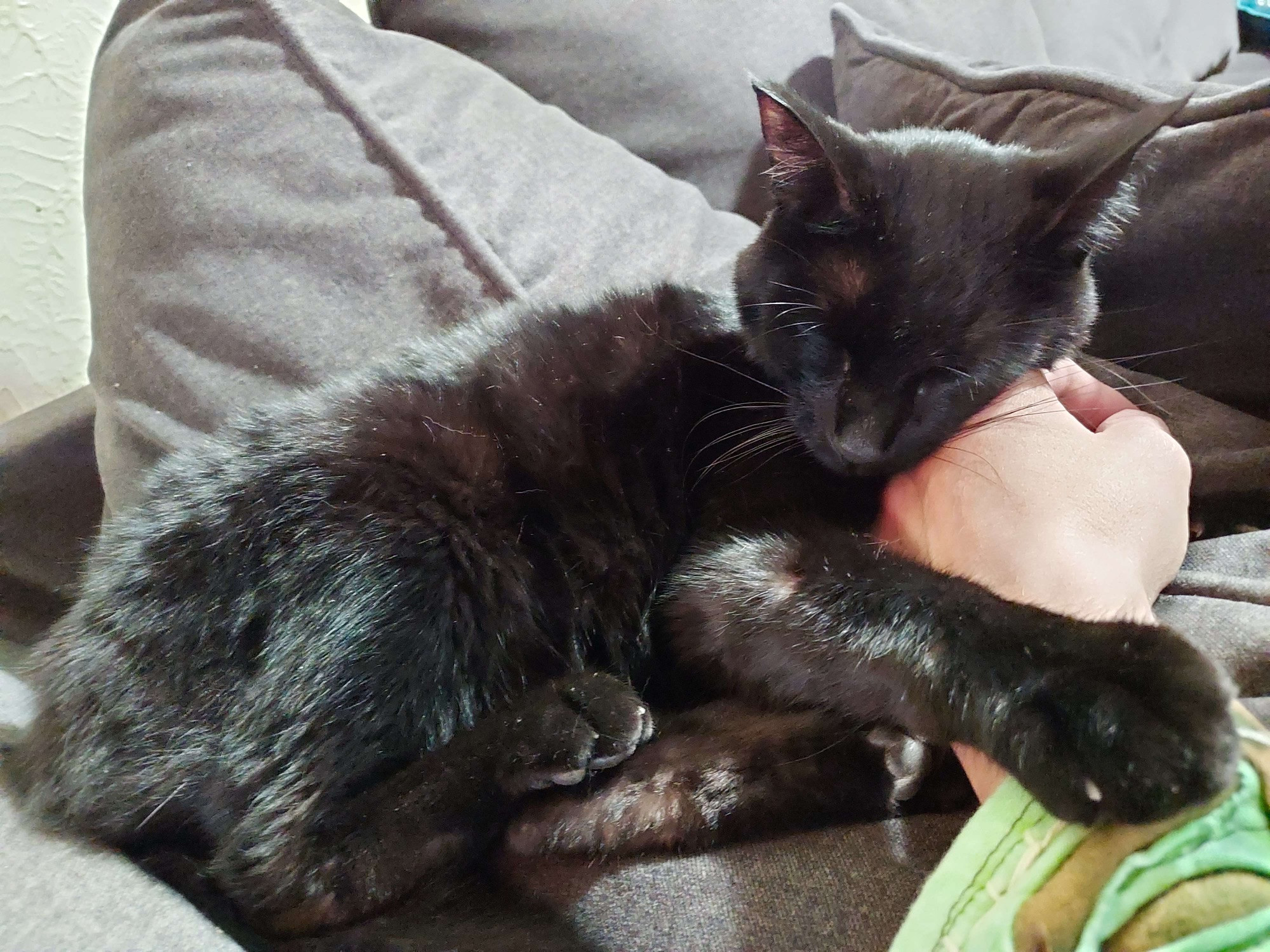 black kitten snuggling with a hand